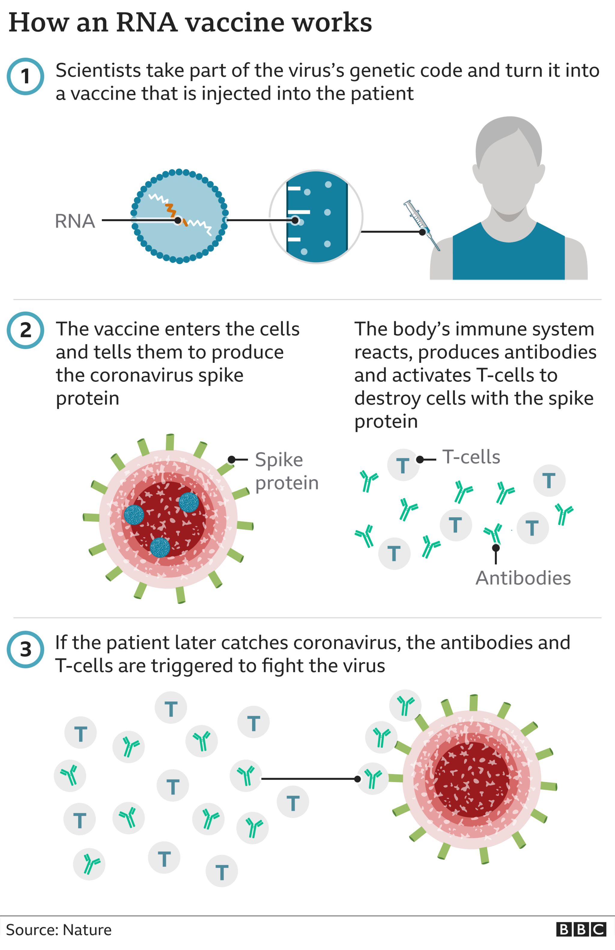 How an RNA vaccine works - the genetic code of the virus is made into a vaccine and injected into the body. The vaccine mimics the coronavirus and the body's immune system reacts by making anti bodies and t - cells. If a person encounters the virus this triggers an immune response.