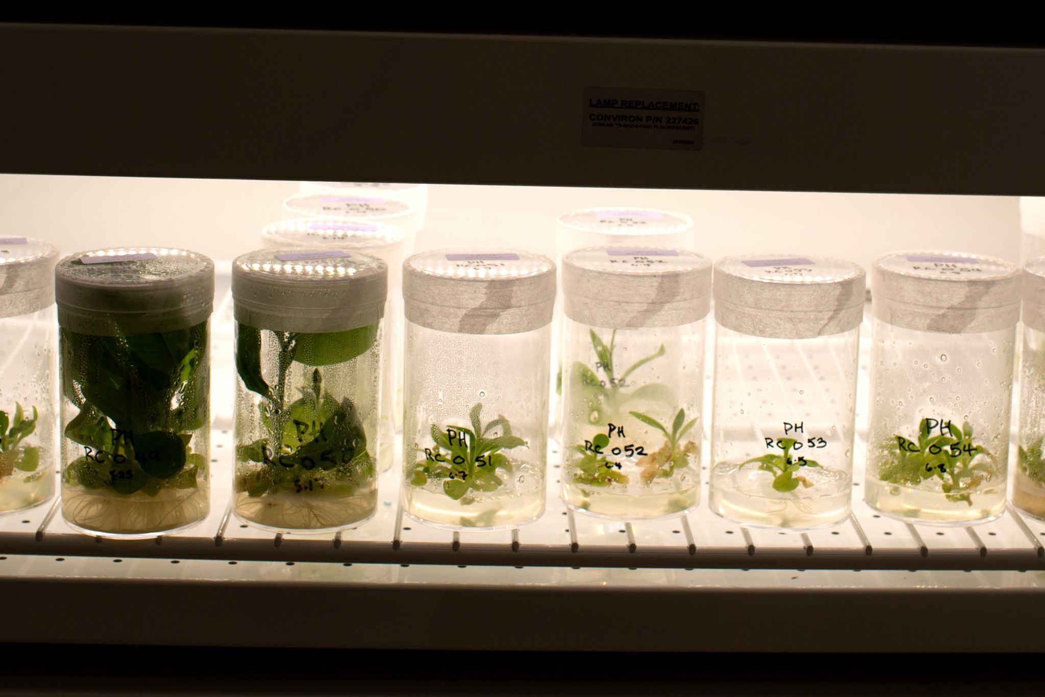 Ripe tissue culture plants