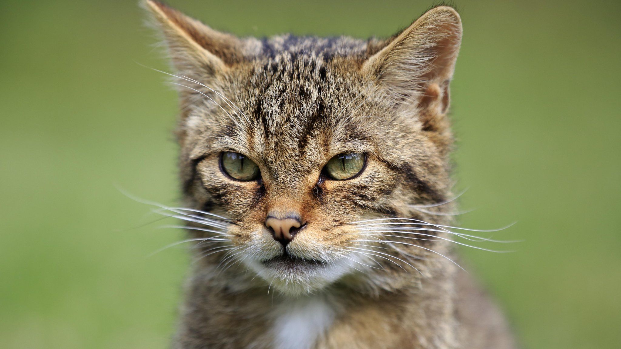 Devon Wildlife Trust wants to double size of county's rainforests - BBC ...