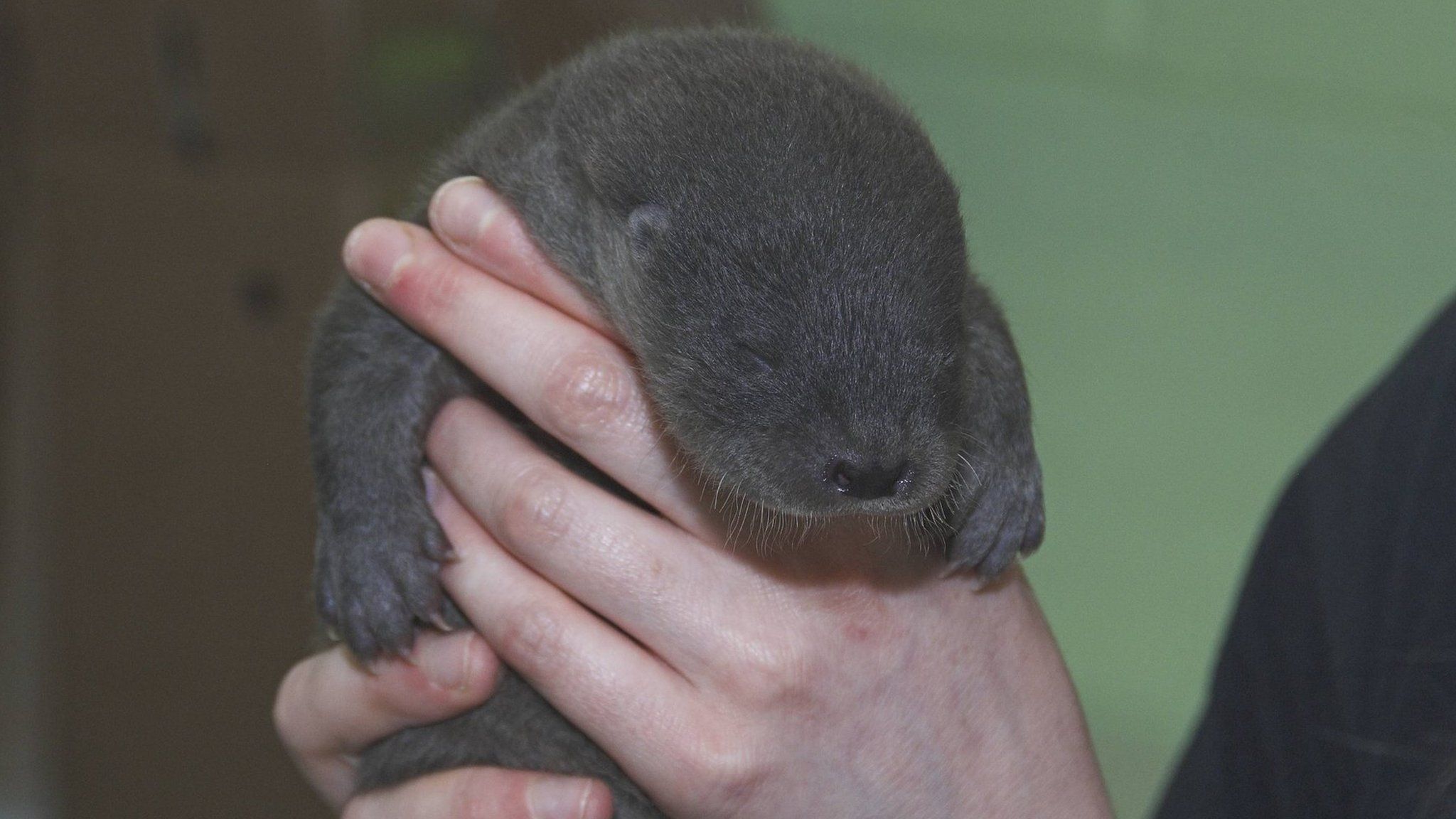 Ripple the otter cub