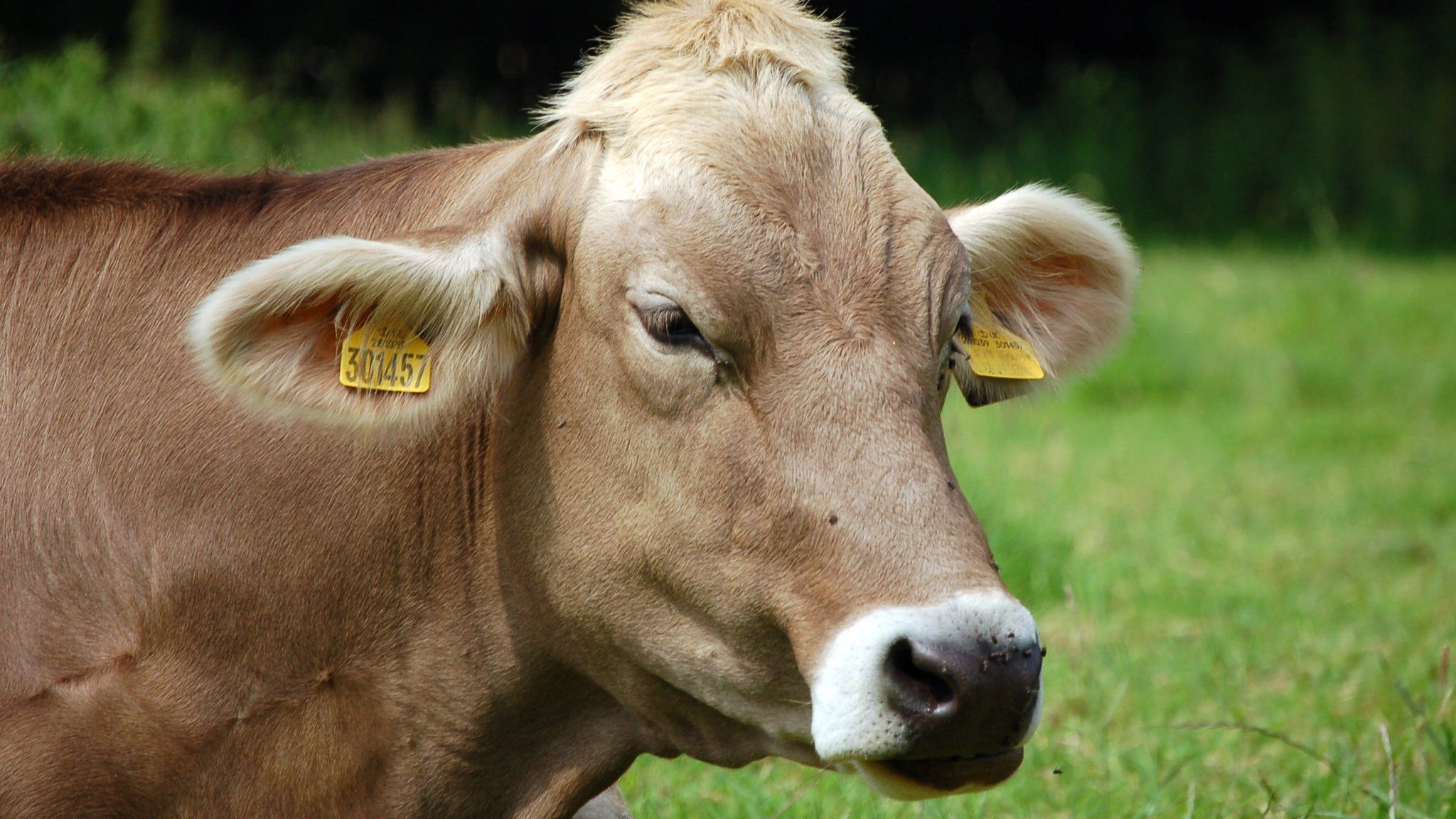 Cambridge cows: Council u-turn over city centre's cow-grazing proposal ...