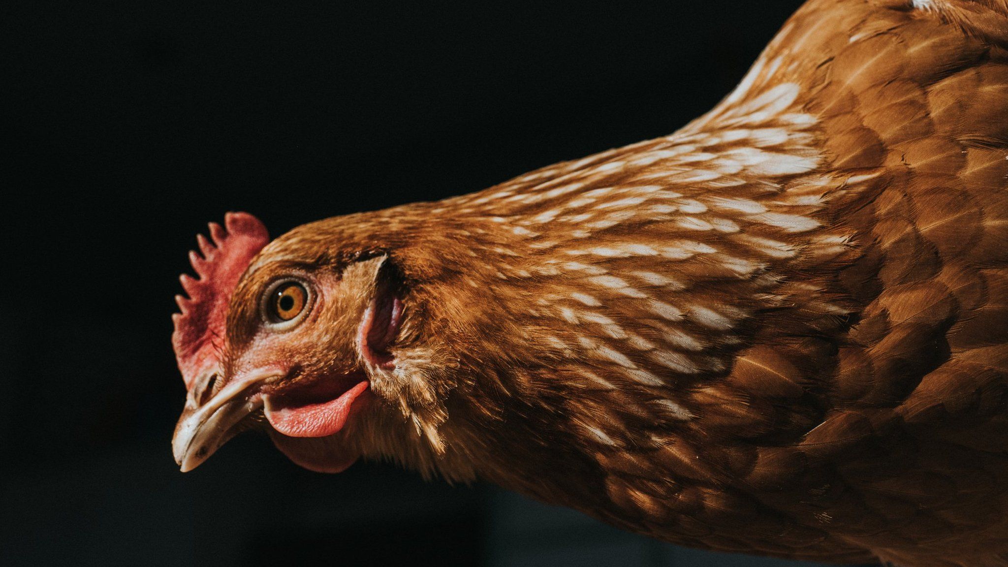 Elimination Diets: Dietary Restrictions and Weight Loss