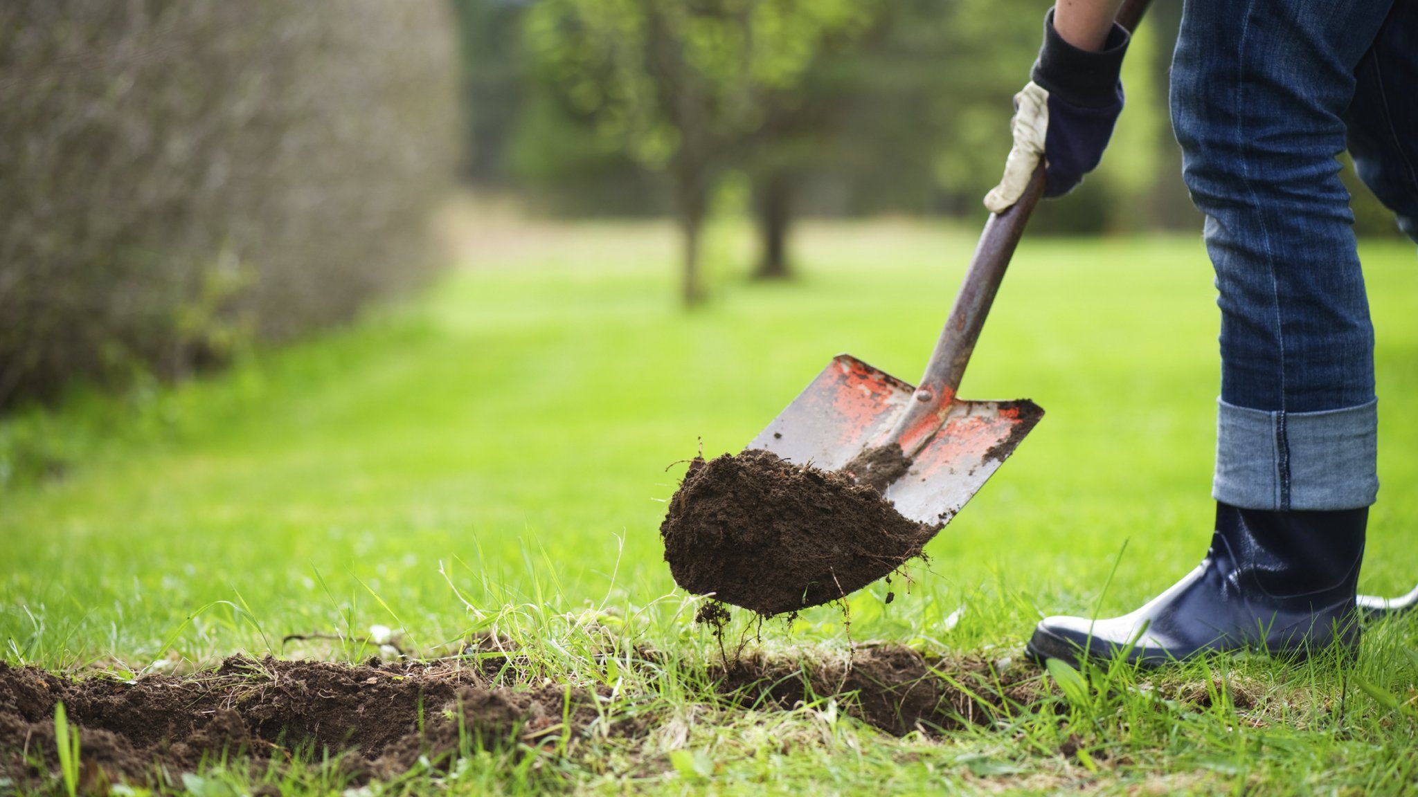 Gardener digging hole in lawn