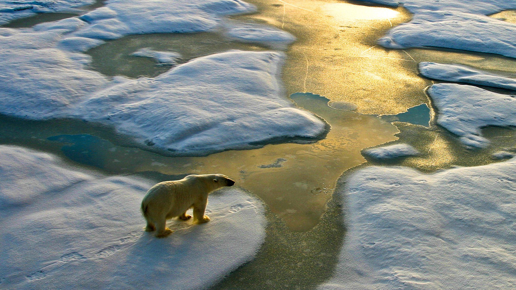 Polar bear walking over ice sheets.