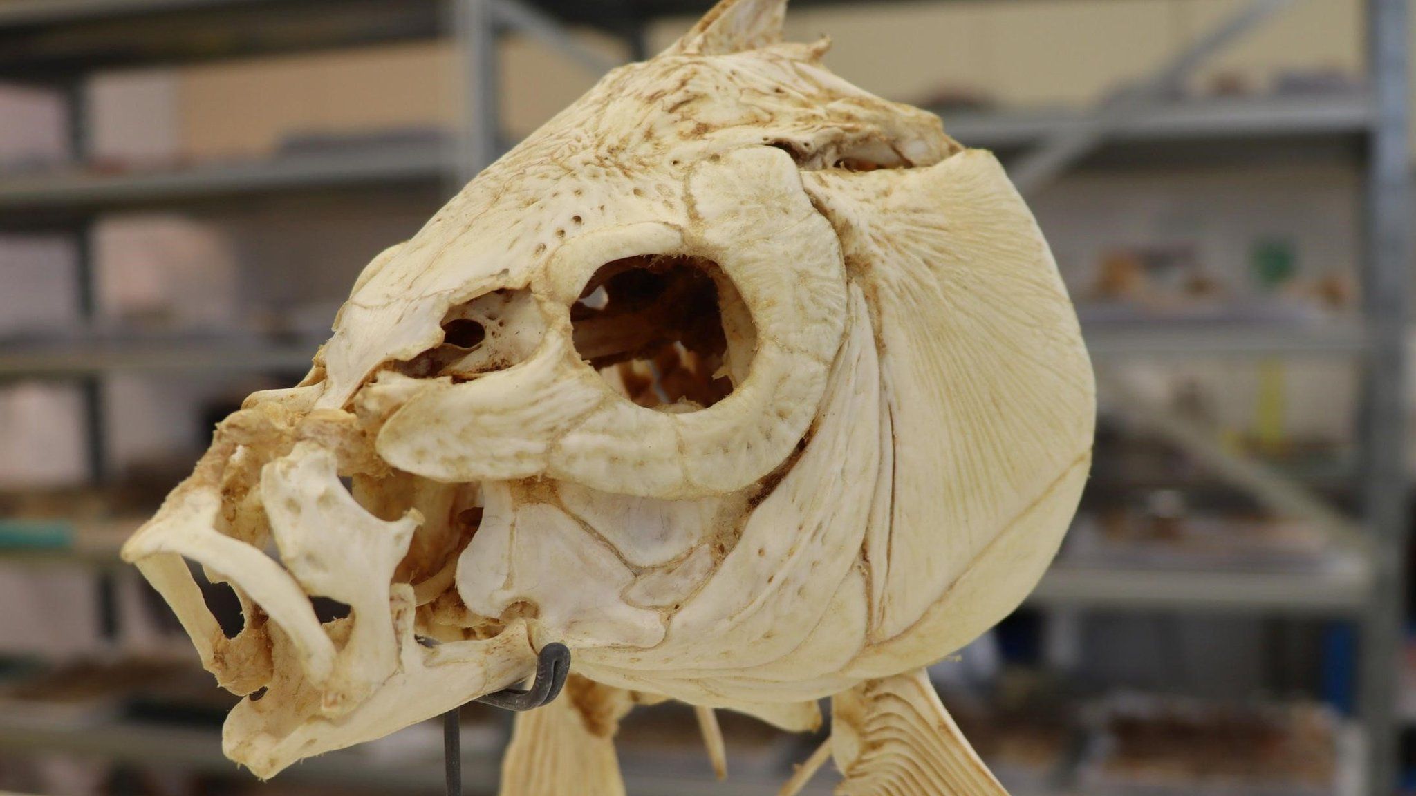 Carp skull