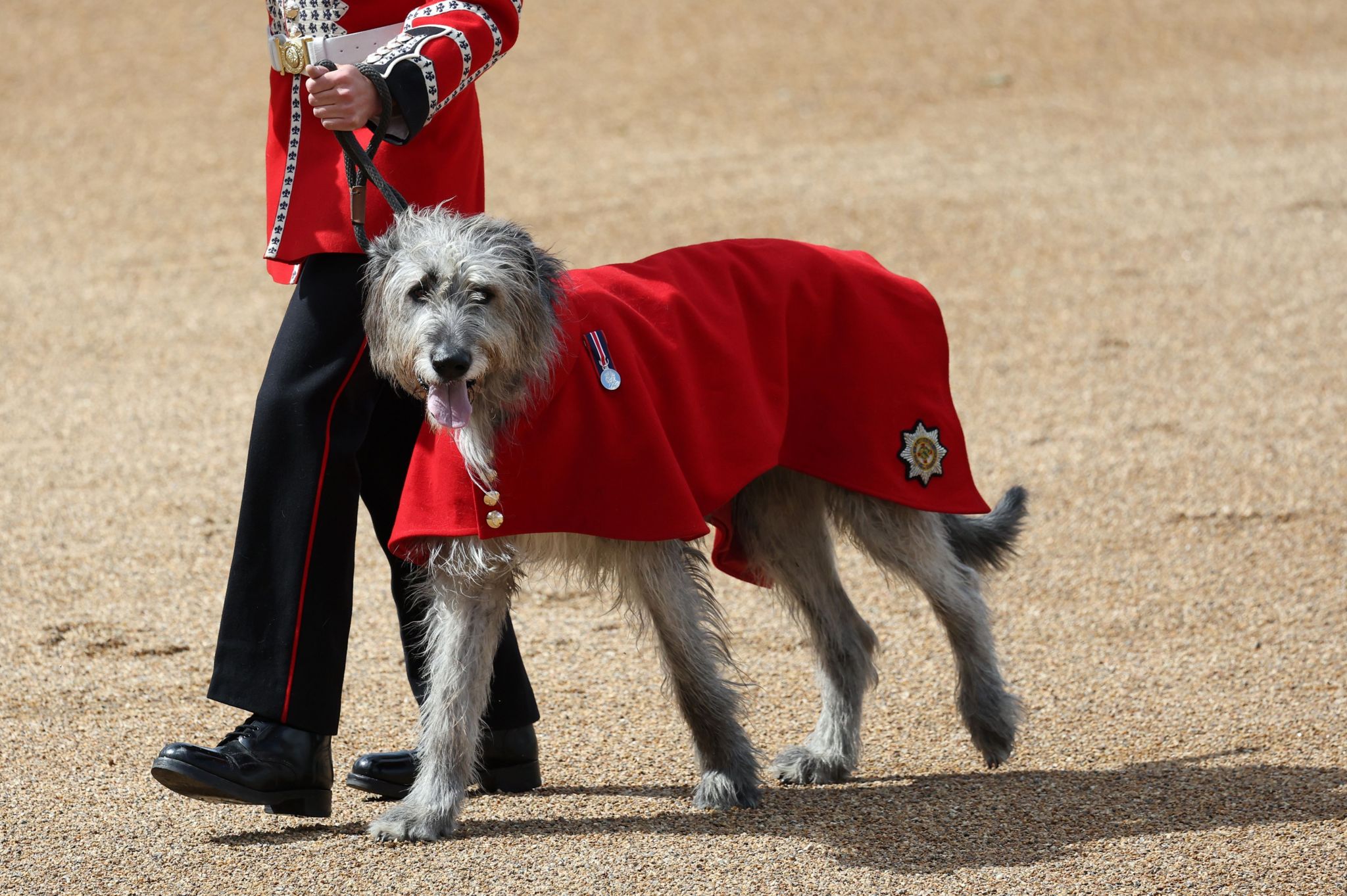 An Irish Wolfhound, the regimental mascot of the Irish Guards, takes part in the Colonel's Review at Horseguards Parade in central London, Britain, 08 June 2024