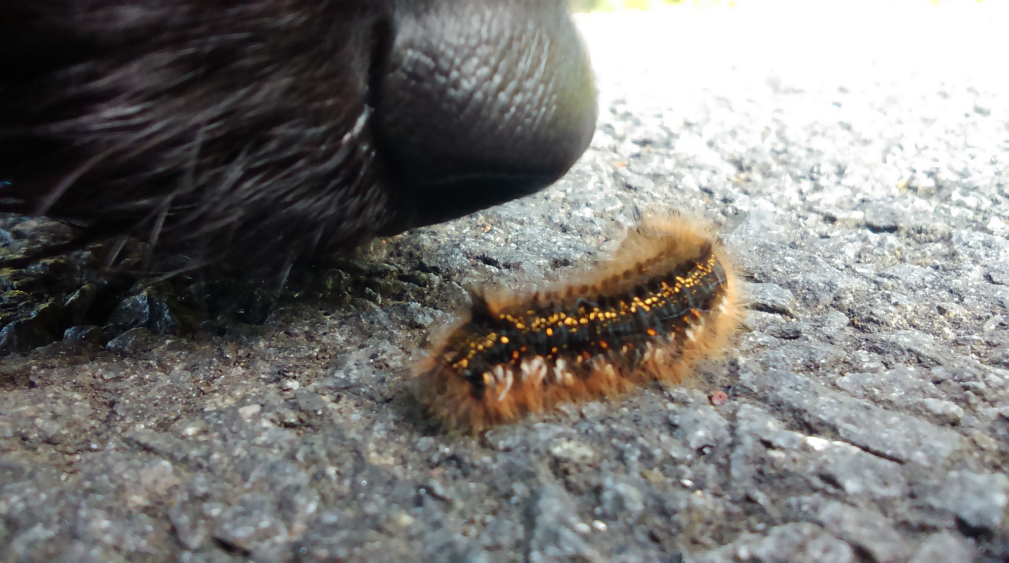 Dog's nose sniffing caterpillar