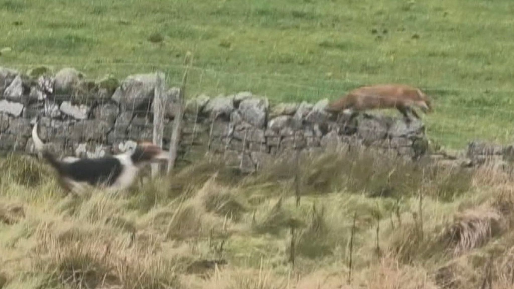 Dog chasing fox