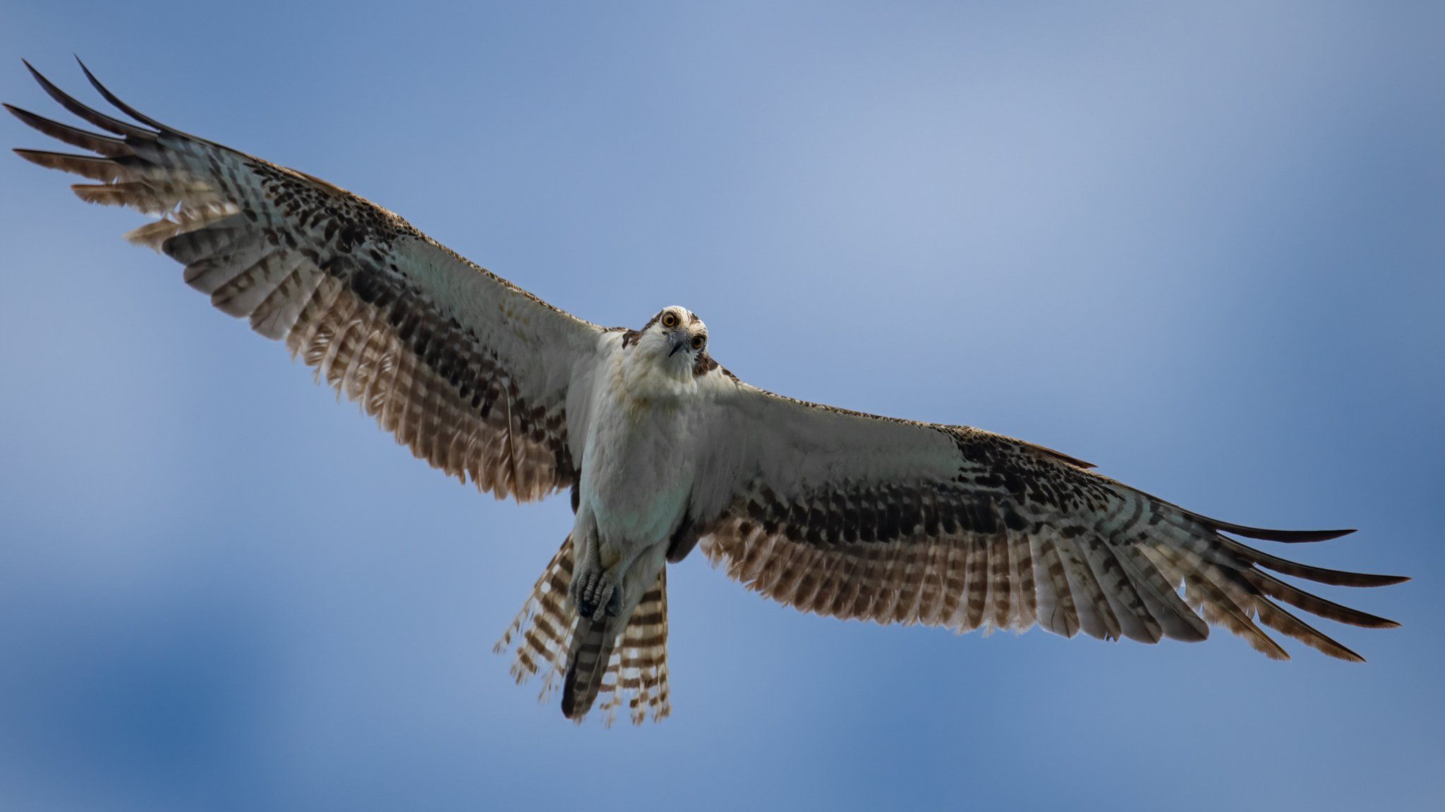 First osprey chick on England's south coast for 200 years - BBC Newsround