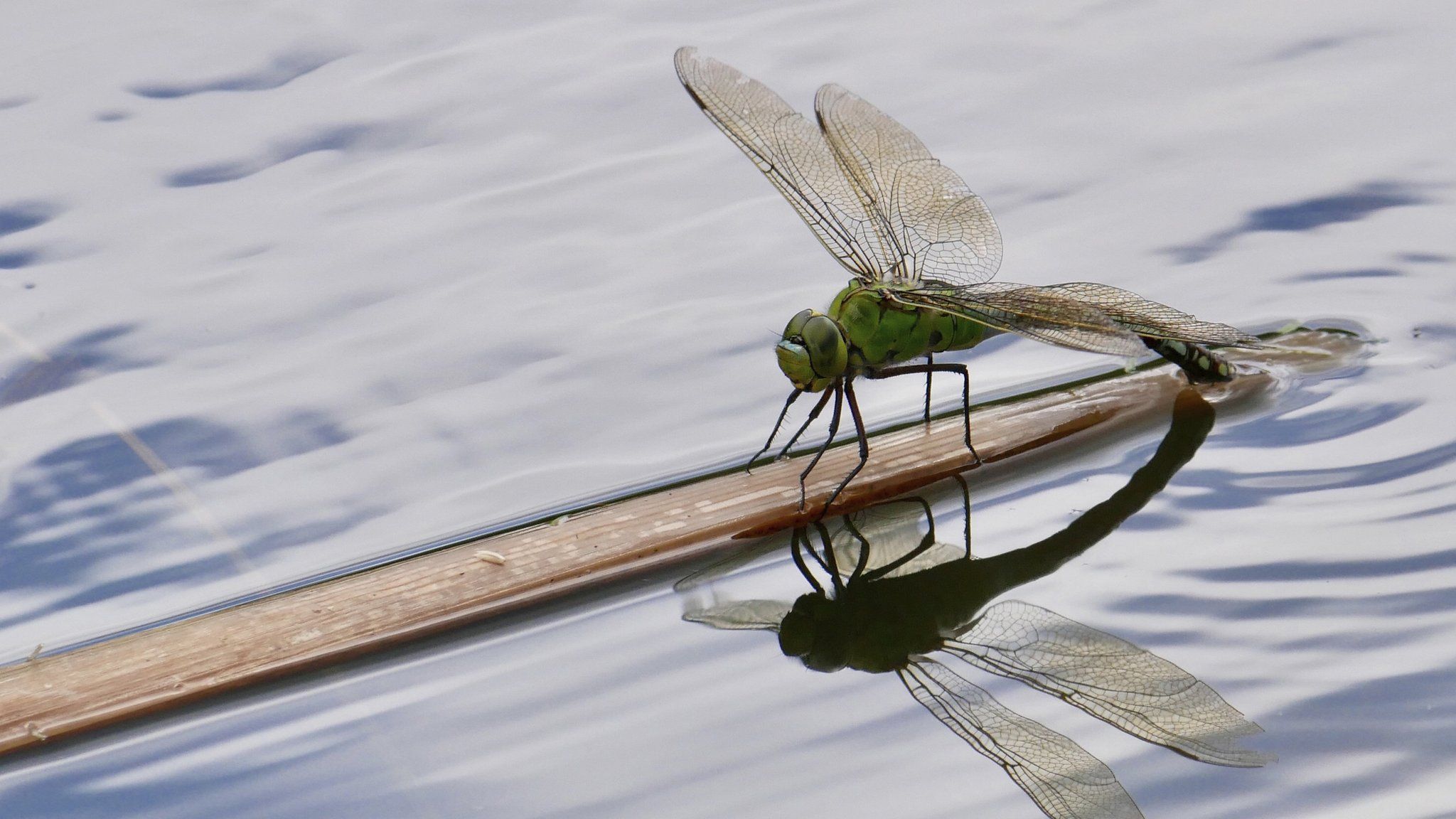 Emperor dragonfly Anax imperator