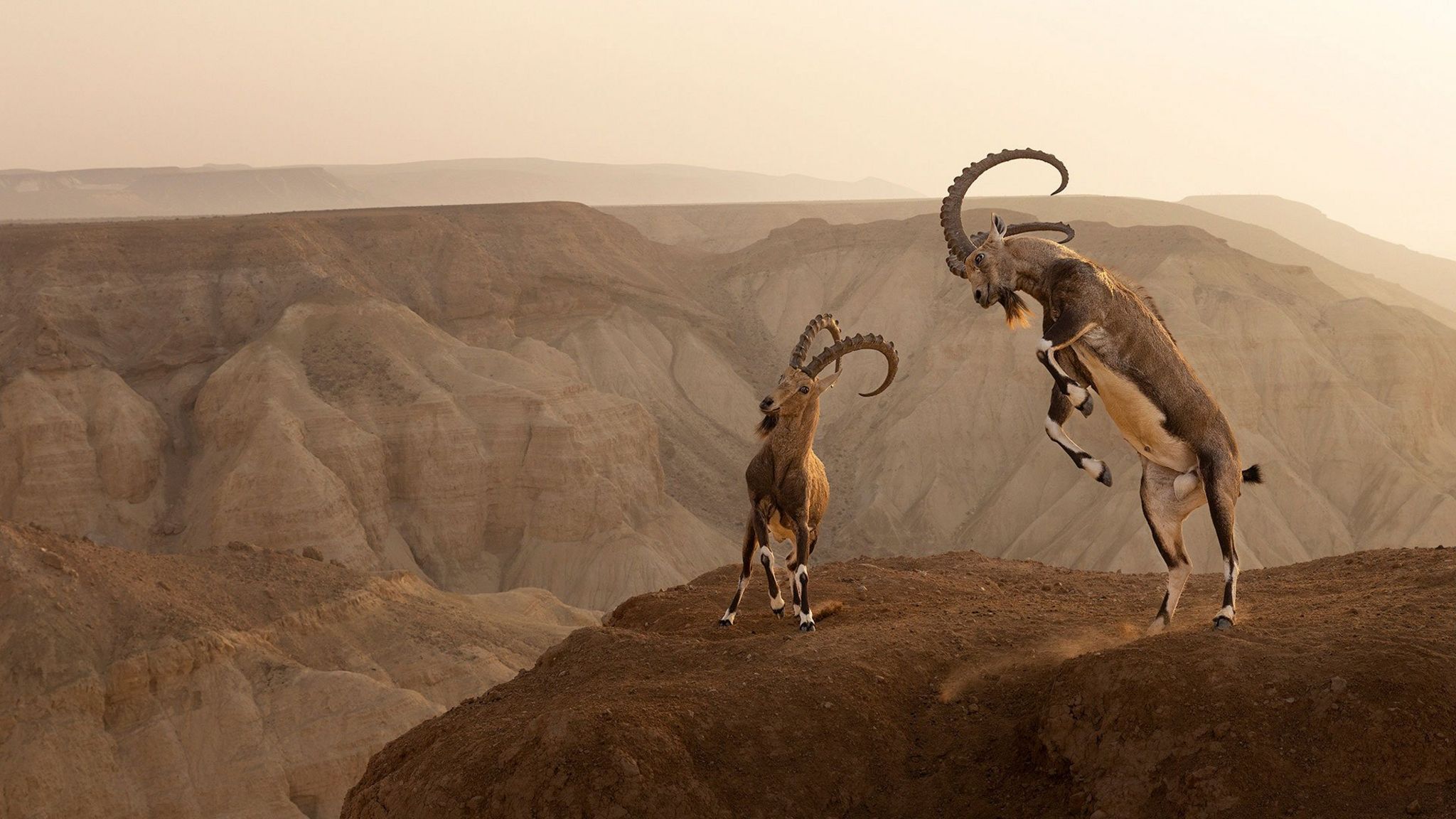 Nubian Ibexes show horns in a display of dominance