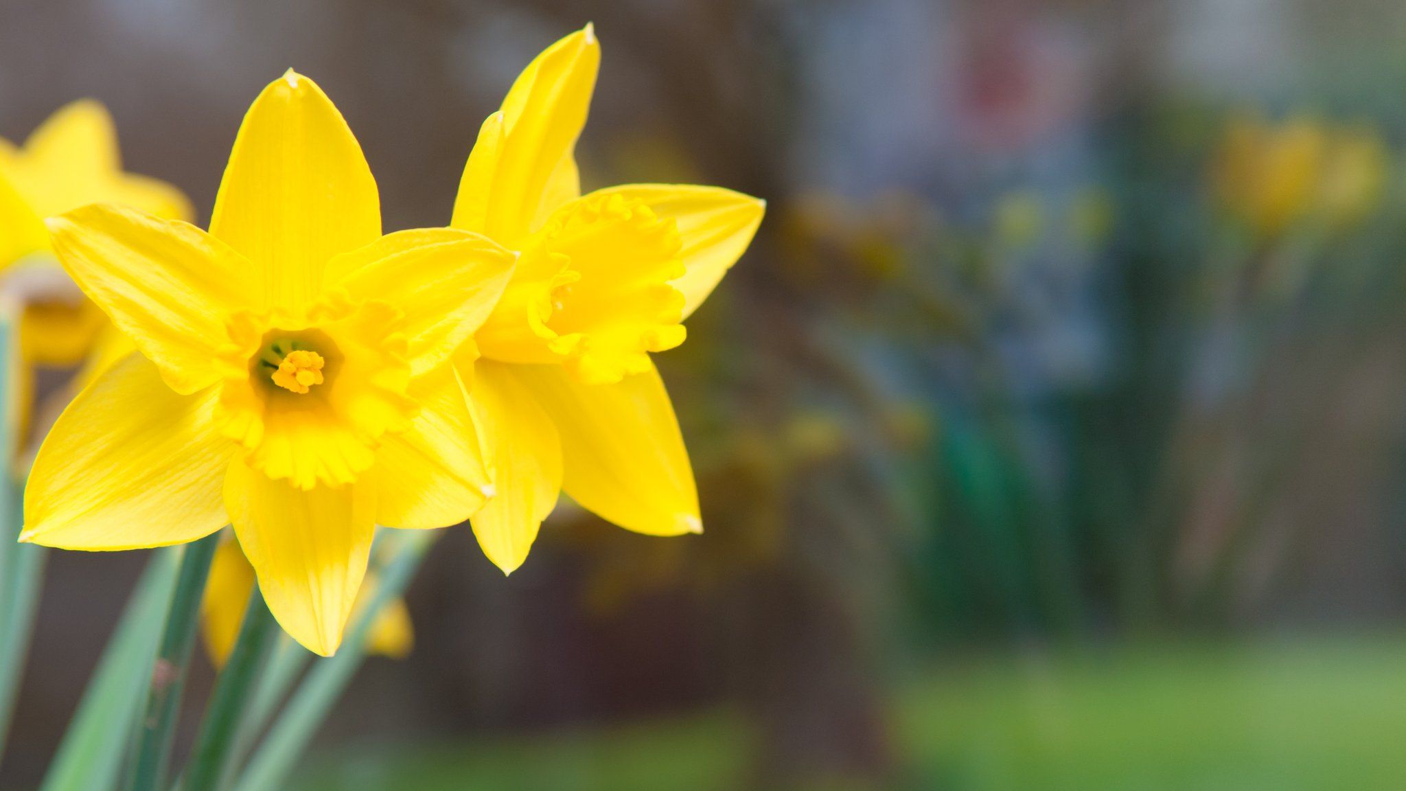 daffodils