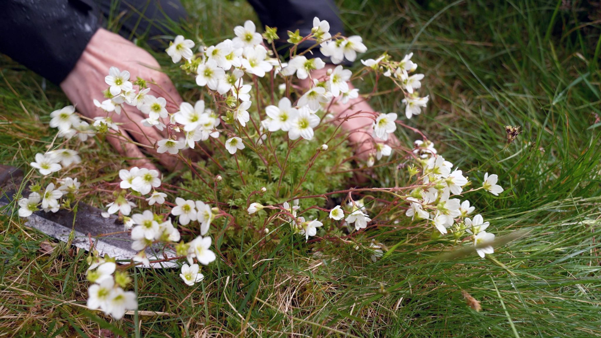 A plant with white flowers planted in soil