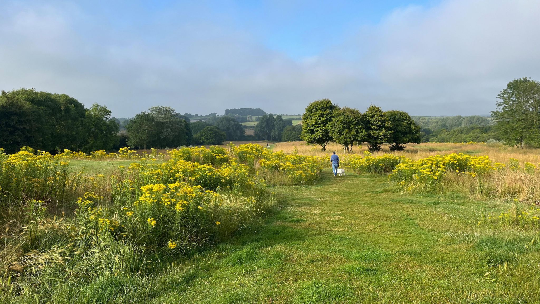 Wild flowers growing on the old Highworth golf course