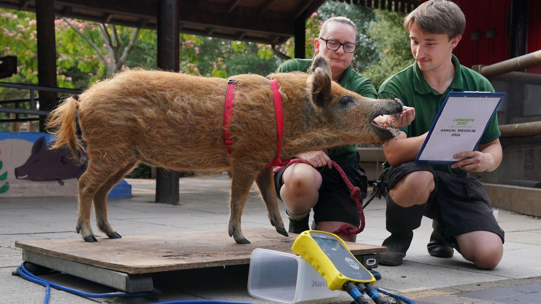 Zoo keepers Bernie Corbett and Owen Shrewsbury (right) weight a Mangalista pig called Olive during the annual weigh-in at ZSL London Zoo