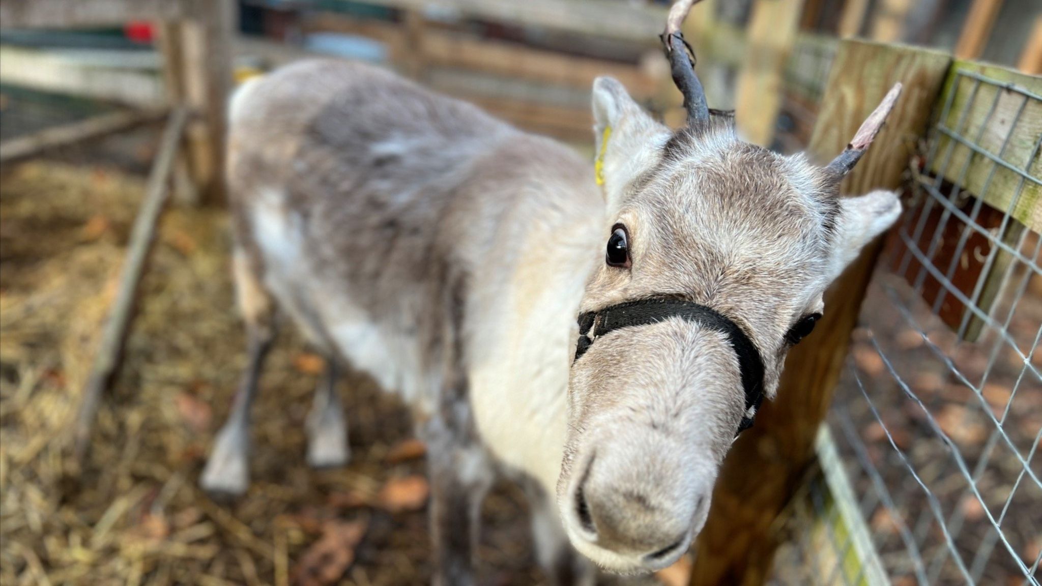 Hailee, a six-month reindeer at Maldon Promenade Petting Zoo