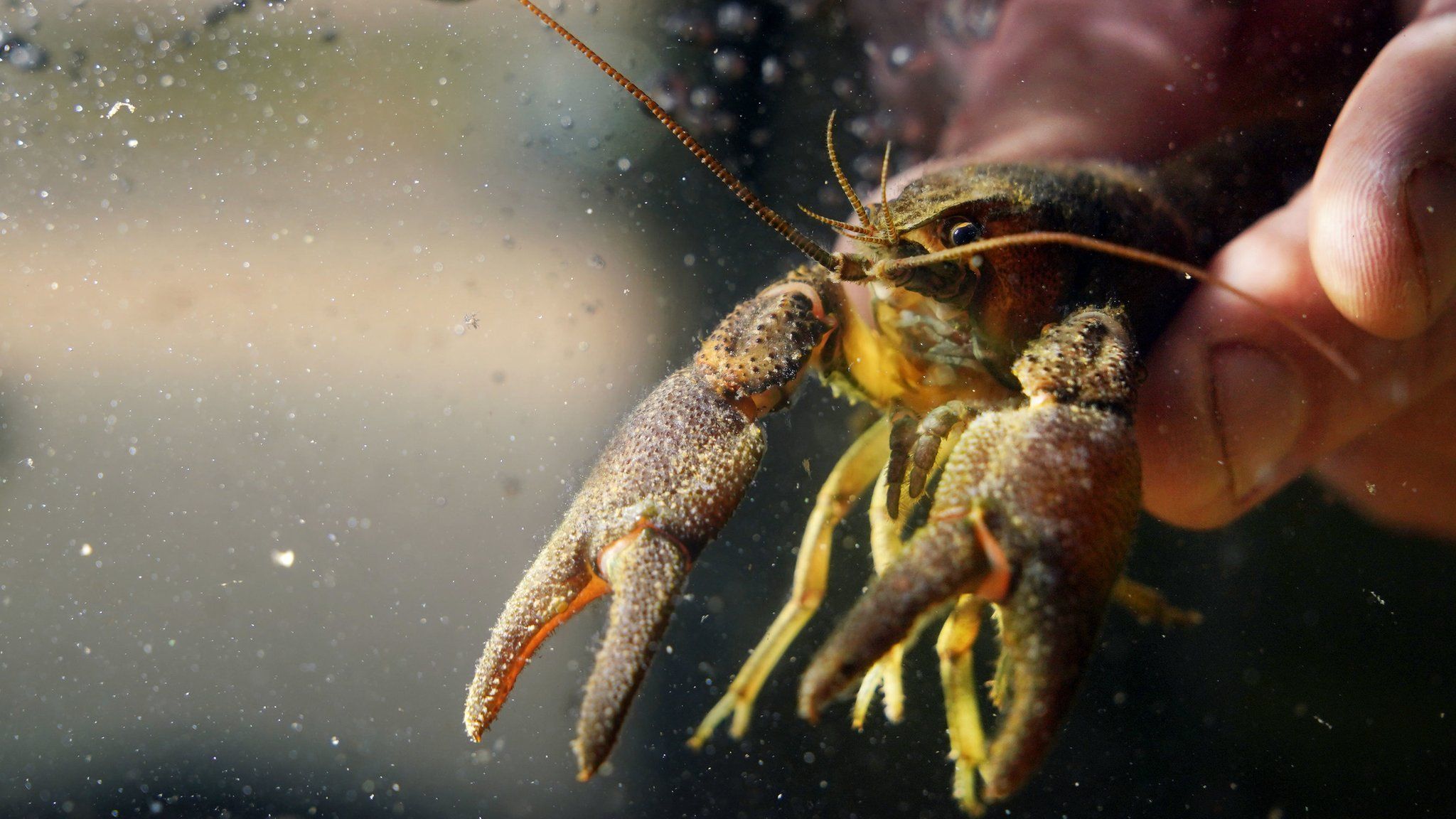 Fingers holding a white-clawed crayfish