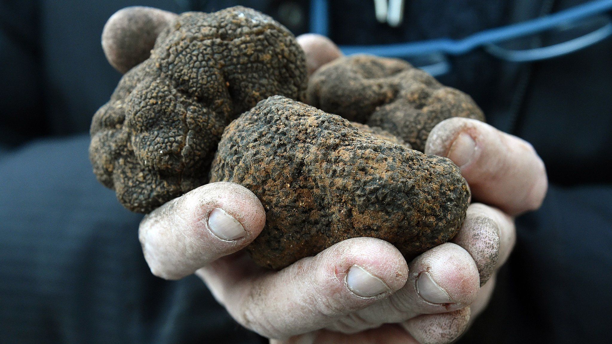 A man holding black truffles