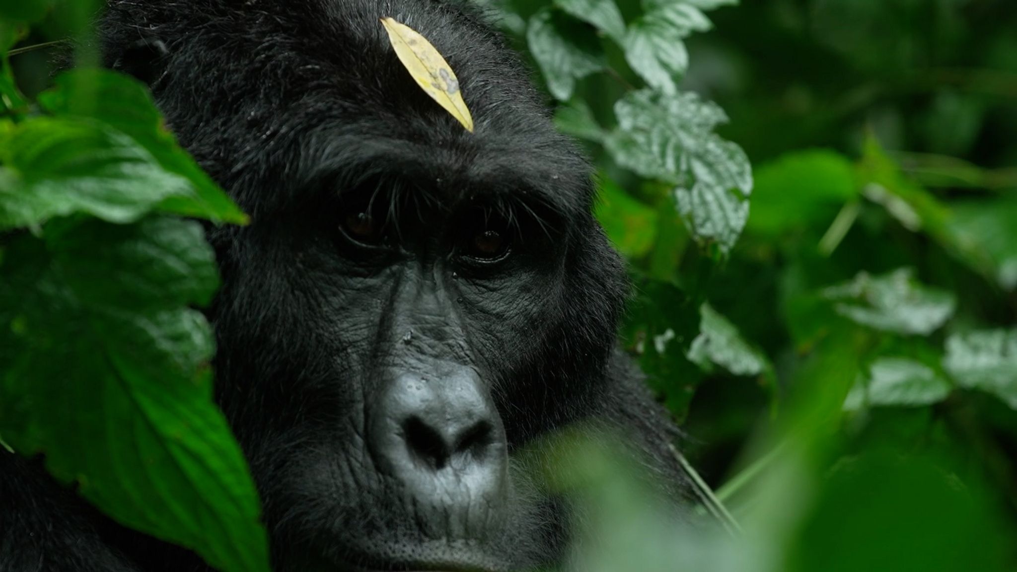 A mountain gorilla in Gladys Kalema-Zikusoka's care