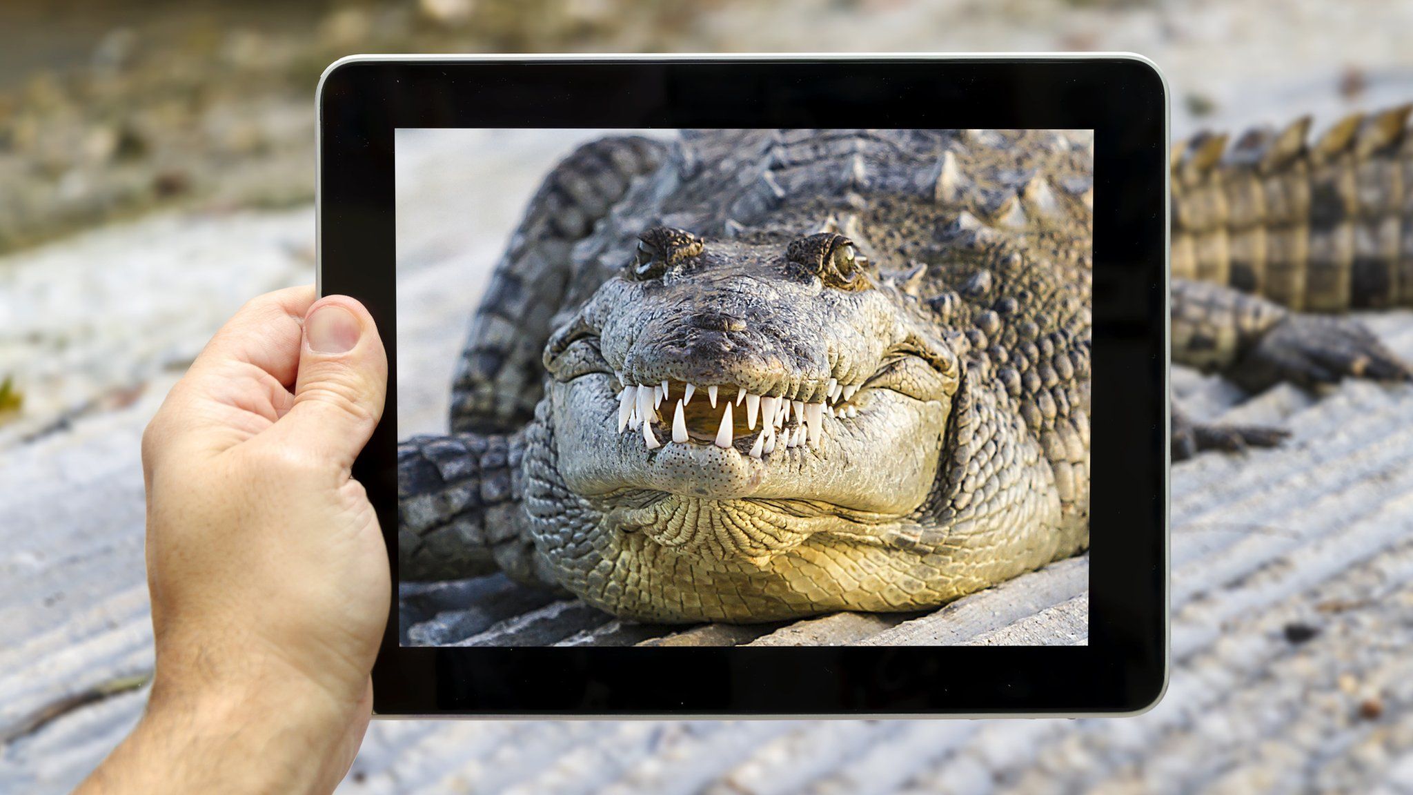Ipad shown taking a picture of American alligator