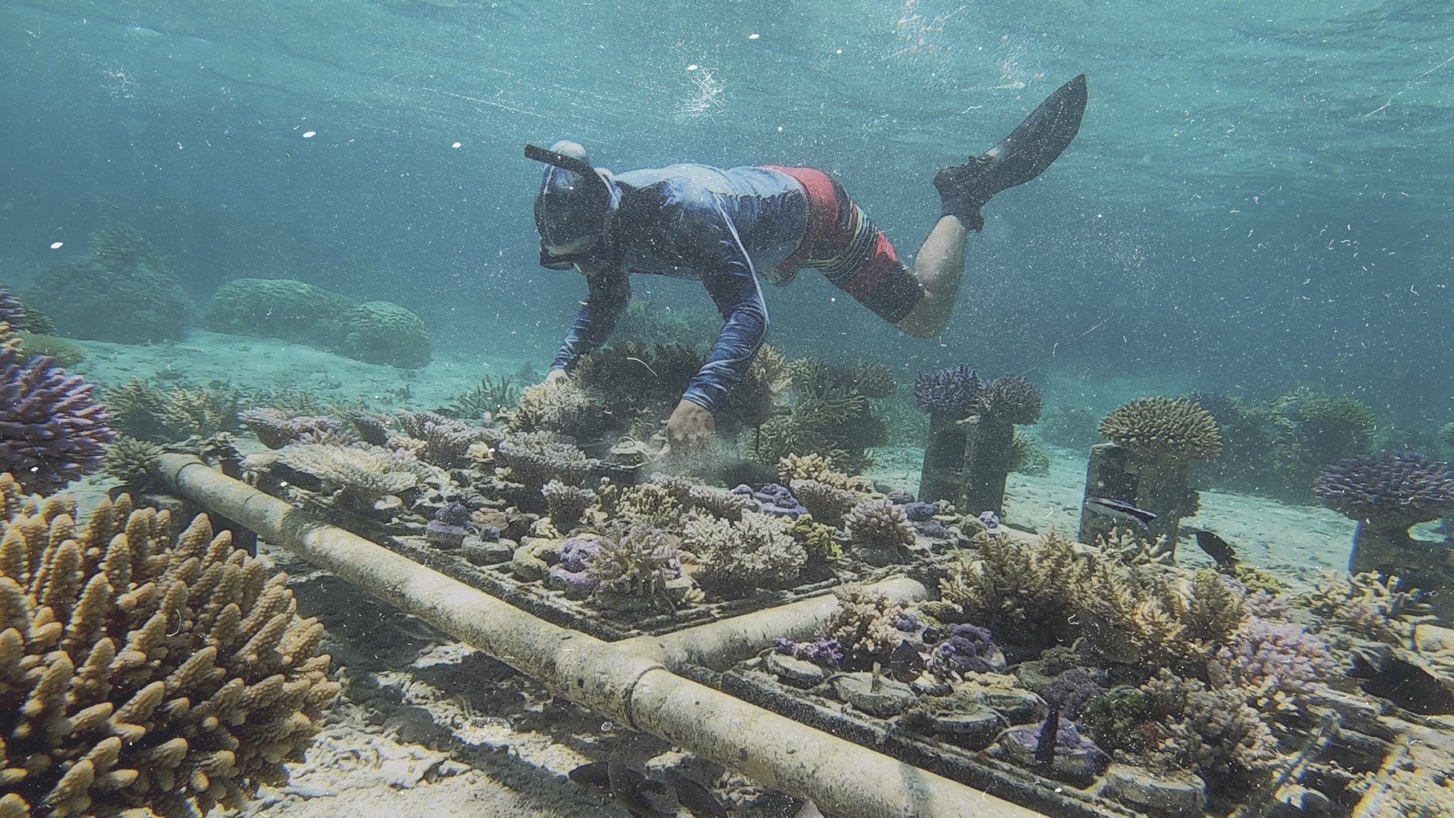 Victor-scuba-diving-to-tend-to-coral-nursery