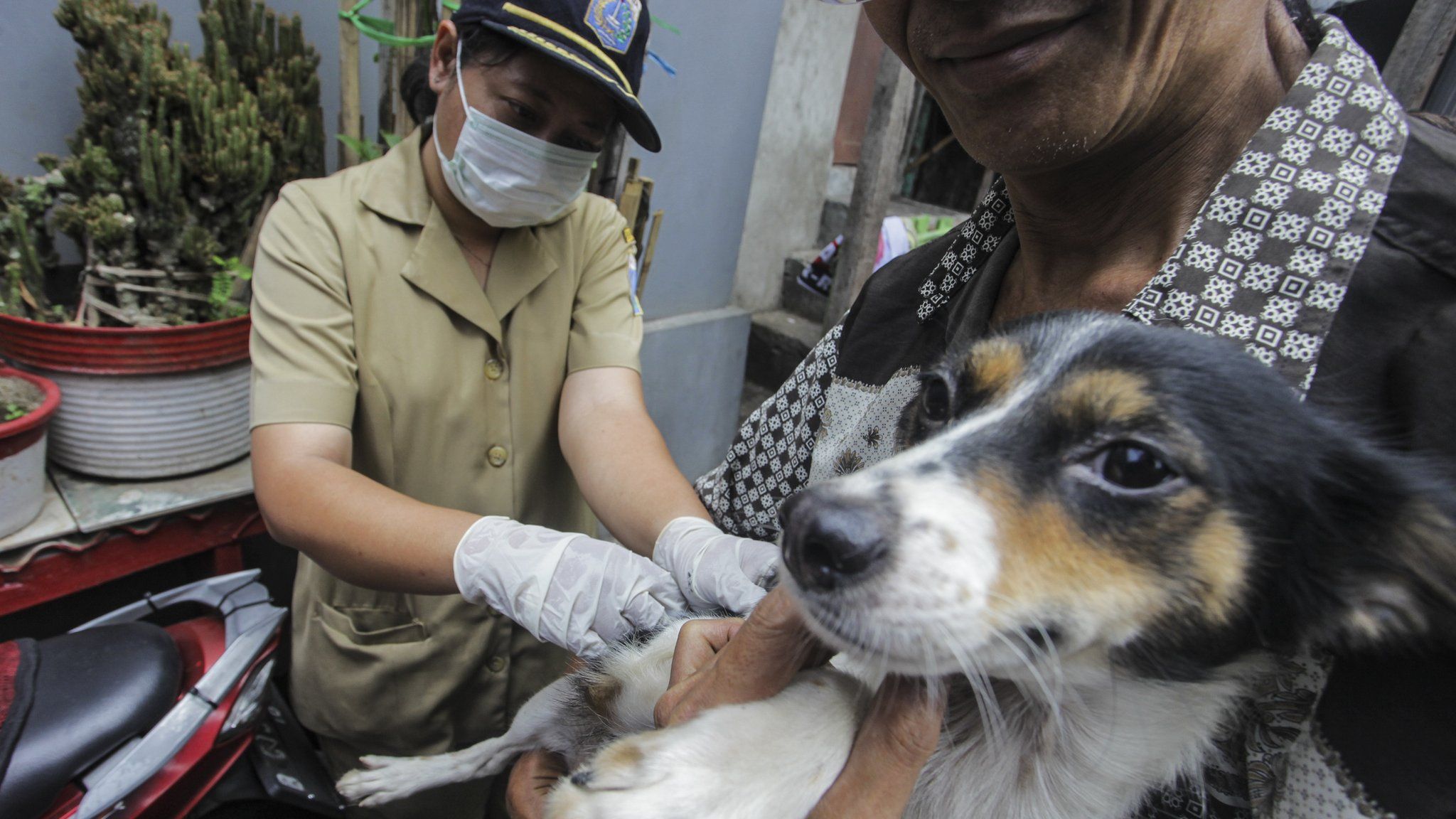 Benarkah Anjing Dan Kucing Liar Membanjiri Jakarta Dan