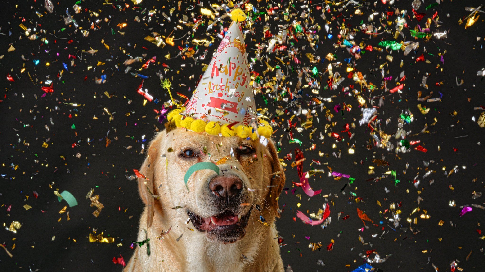 Golden-retriever-wearing-party-hat-surrounded-by-ticker-tape.