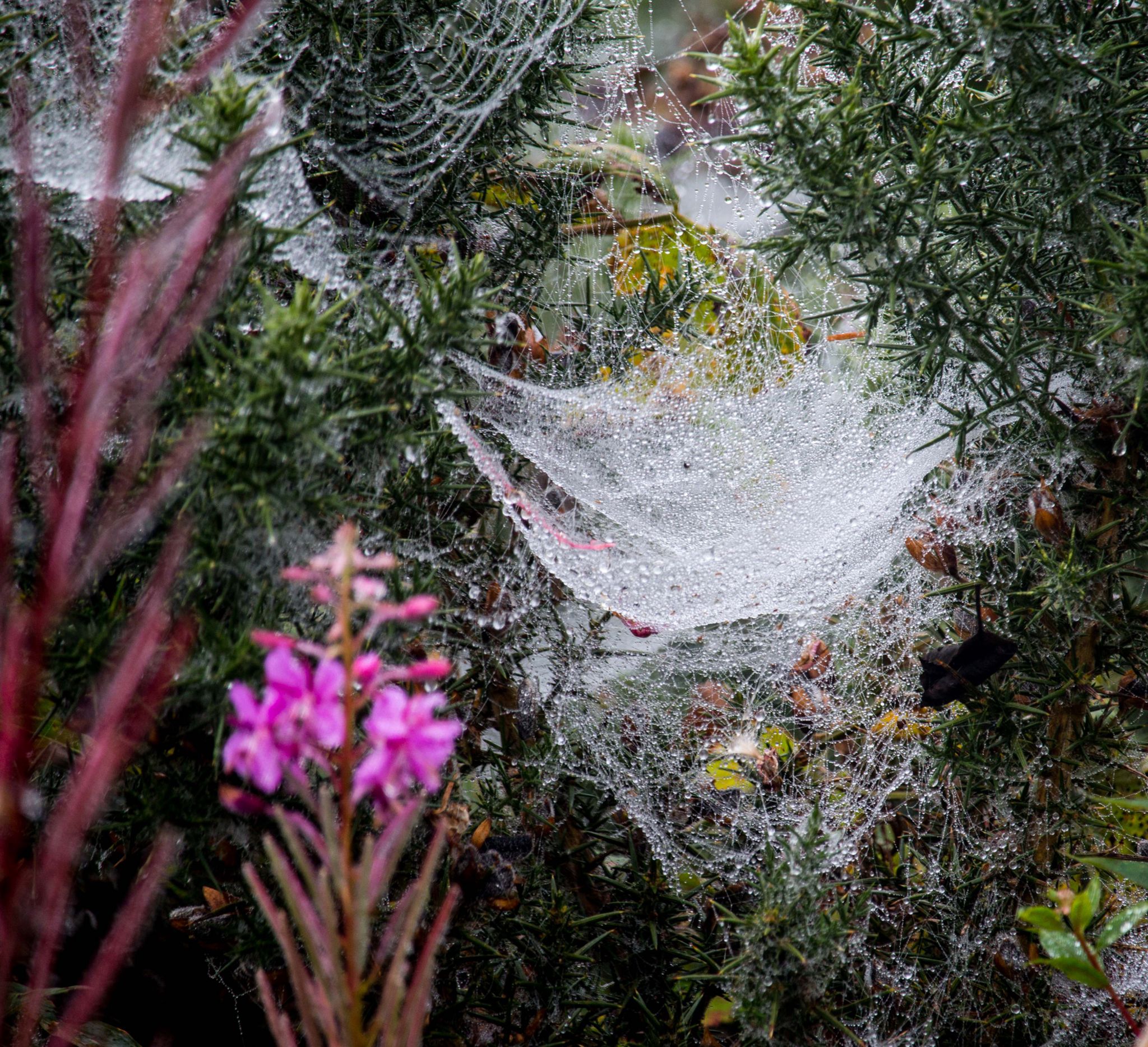 Cobwebs