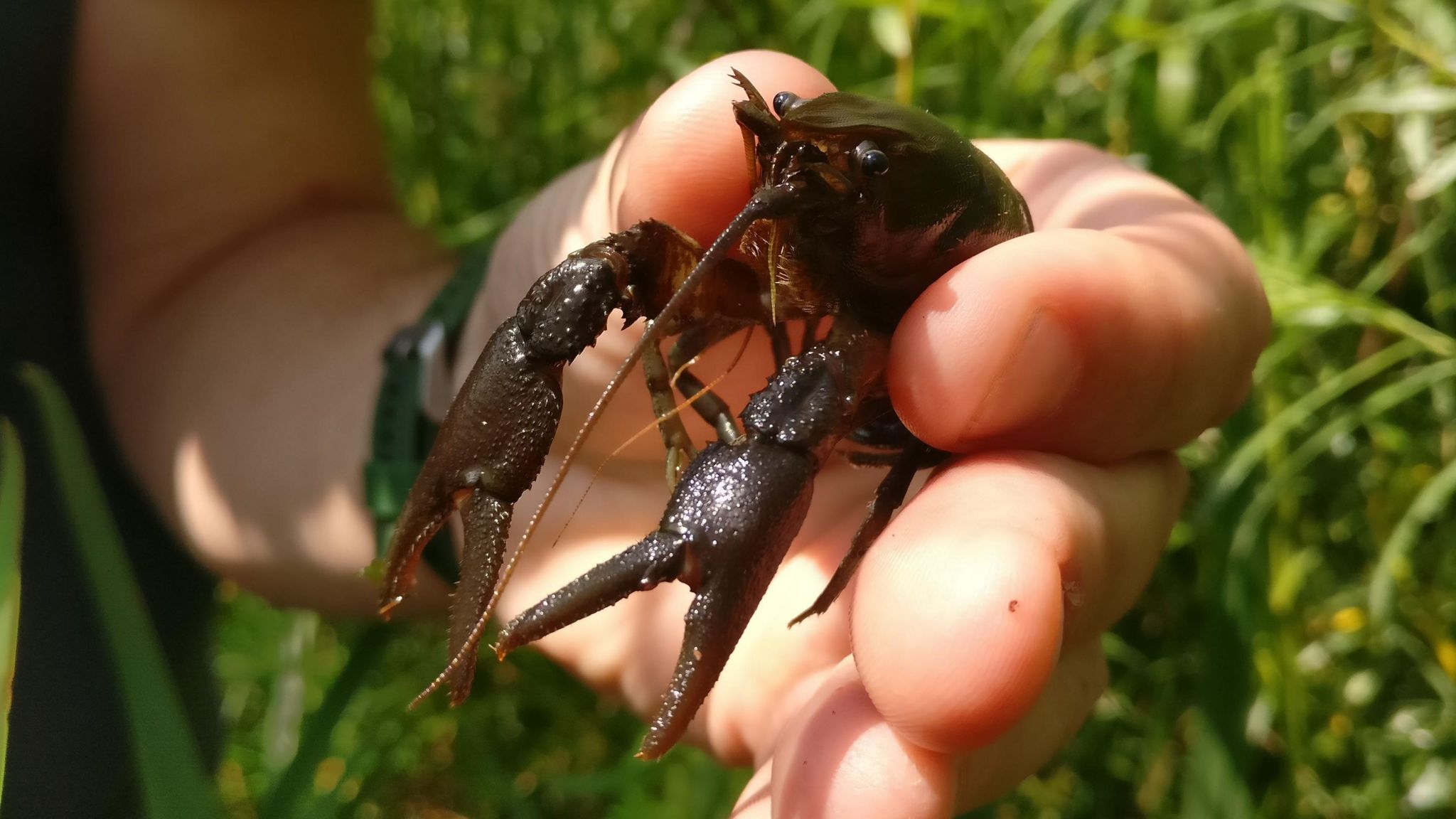 A close-up picture of a person's hand, holding a small, dark brown crayfish between their thumb and forefinger. 