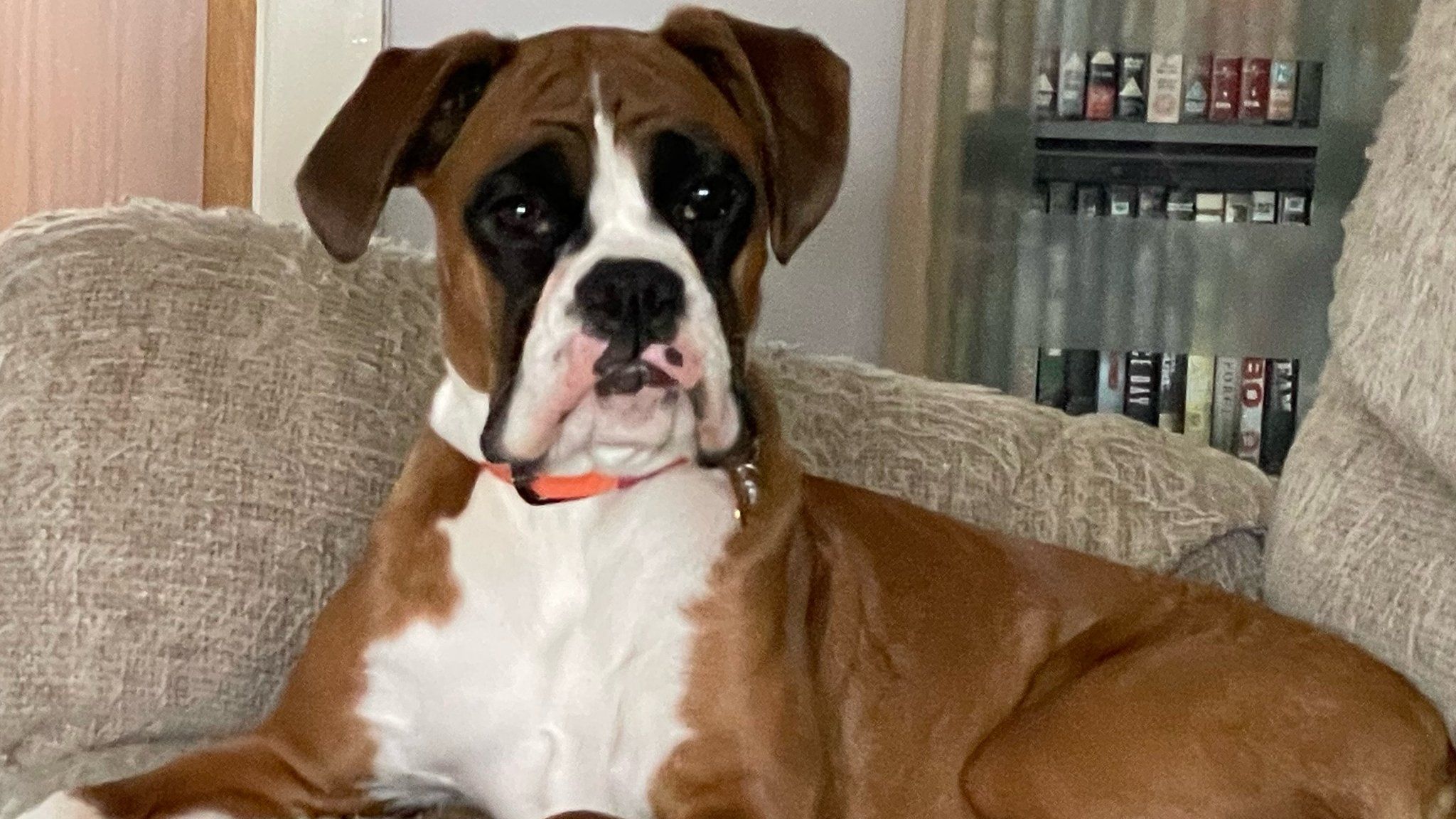 Nelly the boxer dog