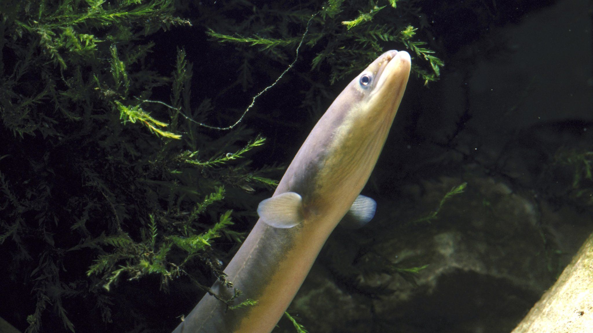 File photo of a European eel