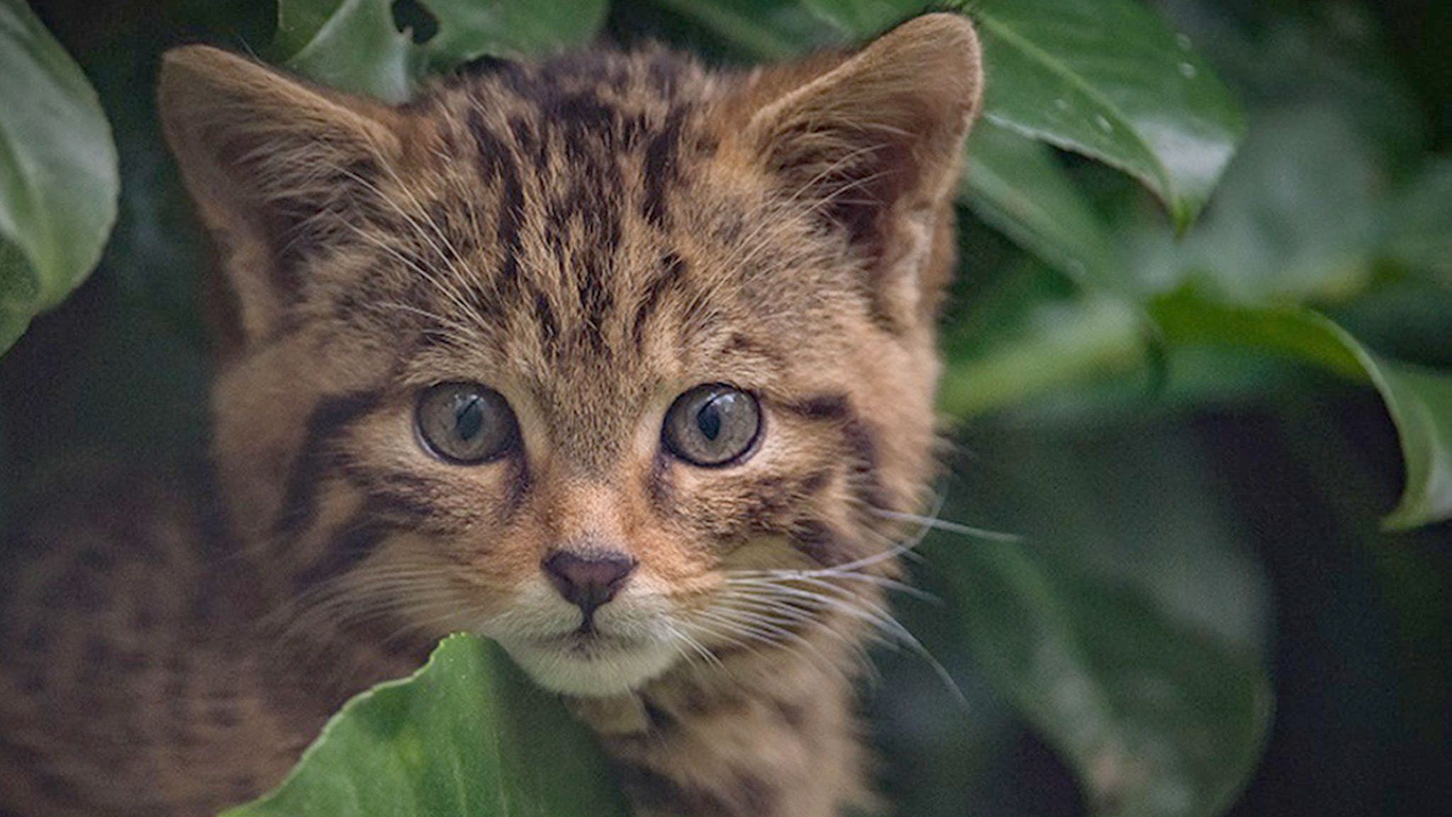 a rare Scottish wildcat kitten that has been born at chester zoo