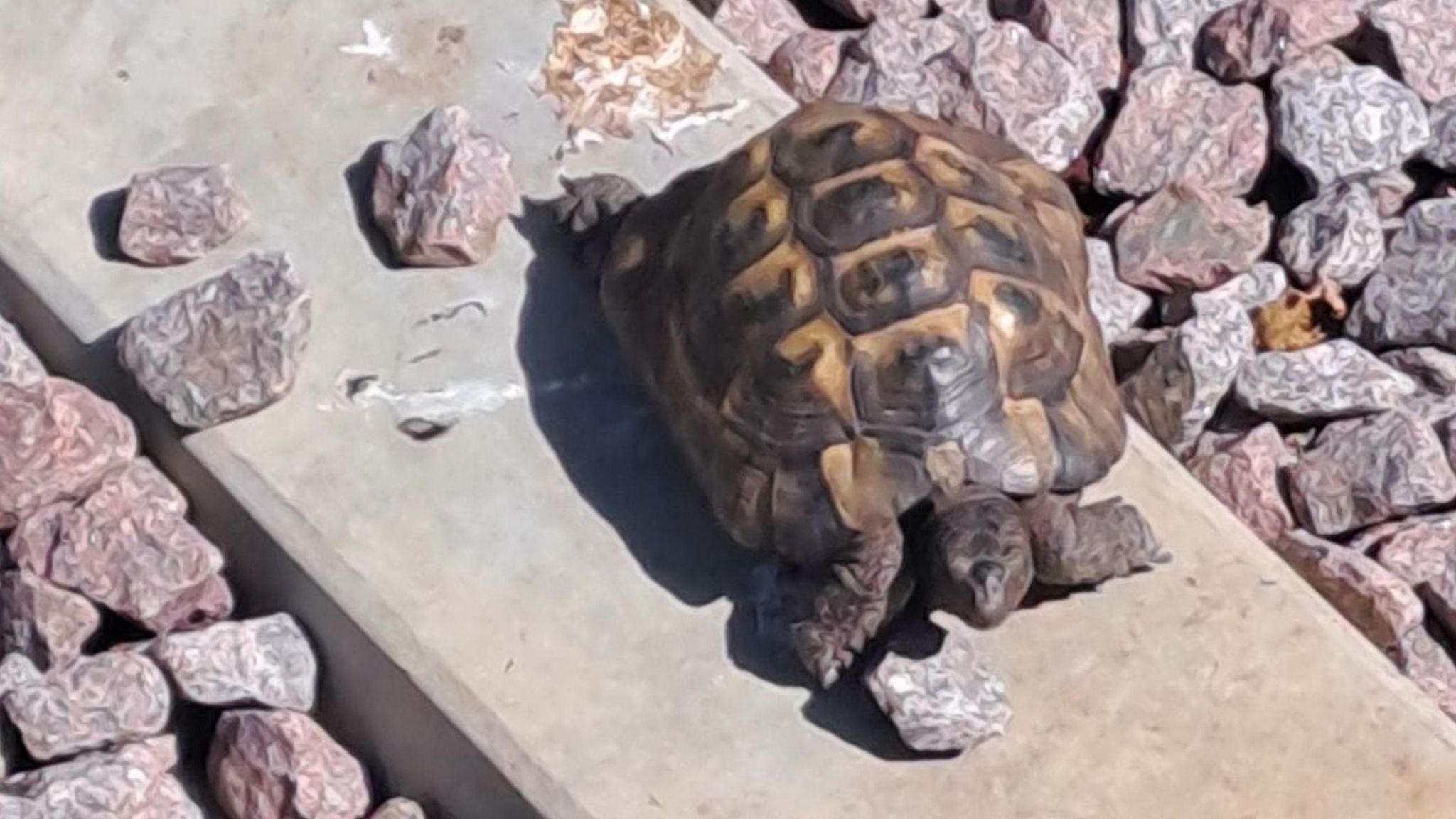 Tortoise on a railway track.