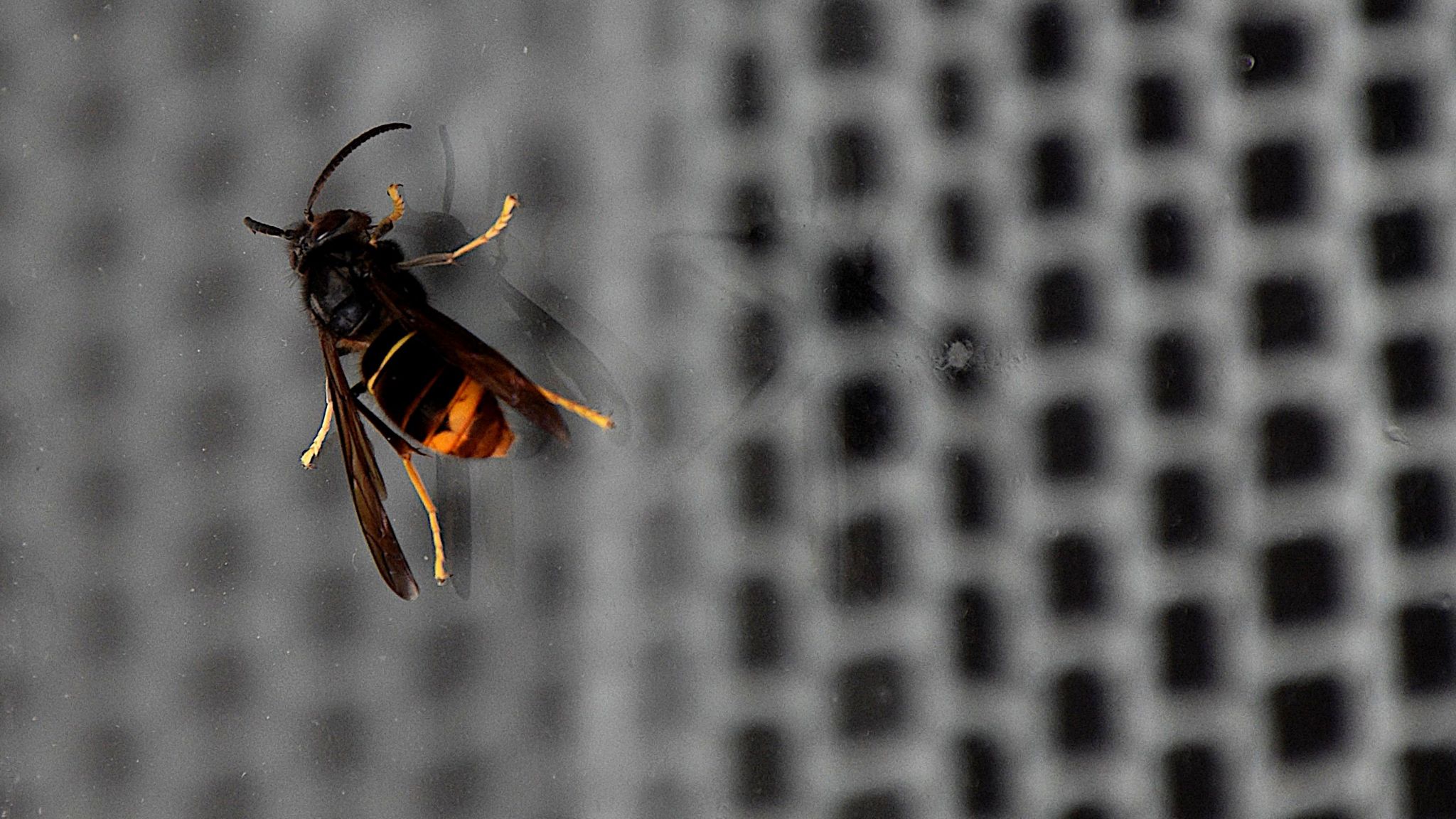 Asian hornet on a window pane
