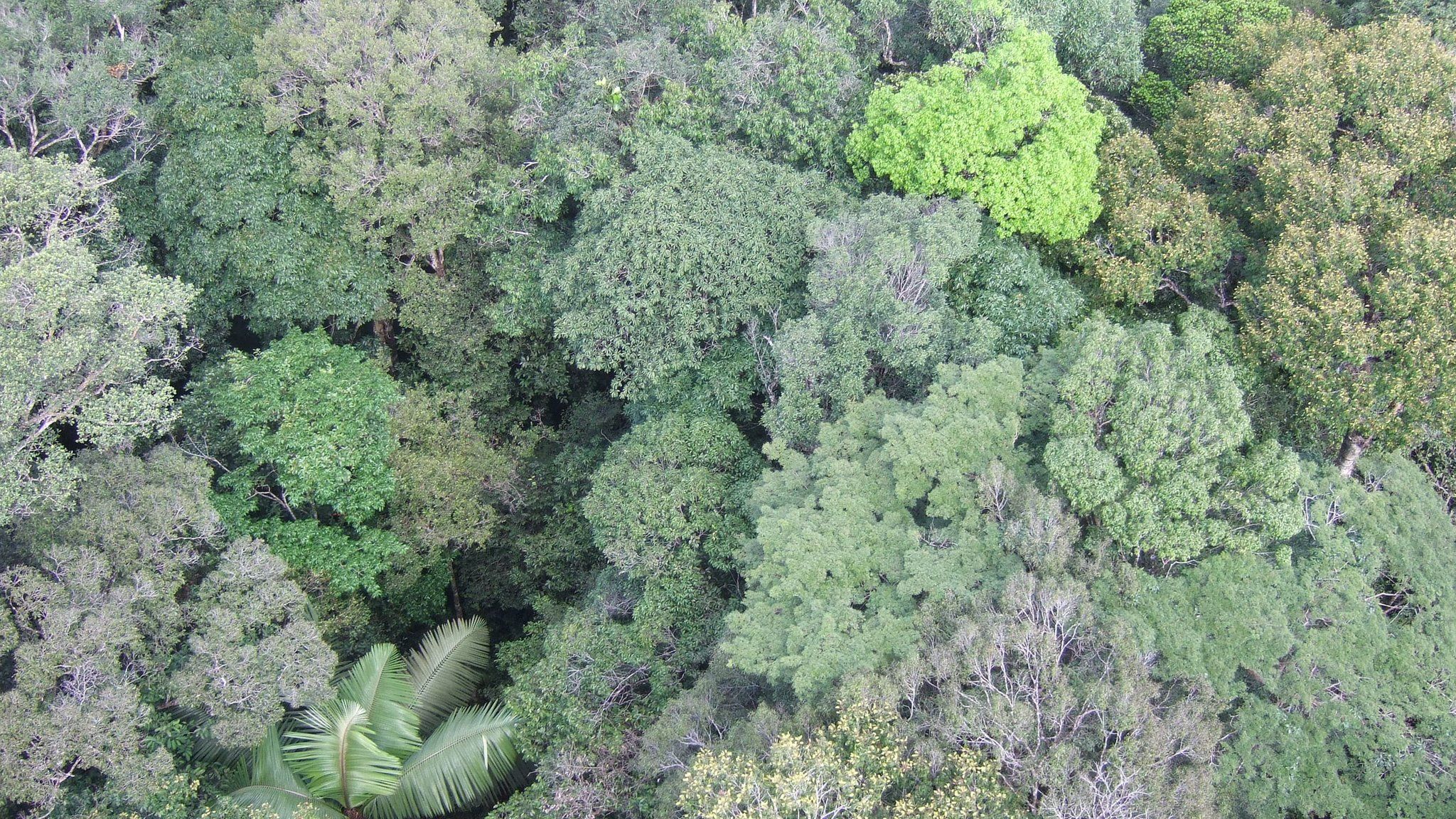 Rainforest canopy, Amazon (Image: Kyle Dexter)