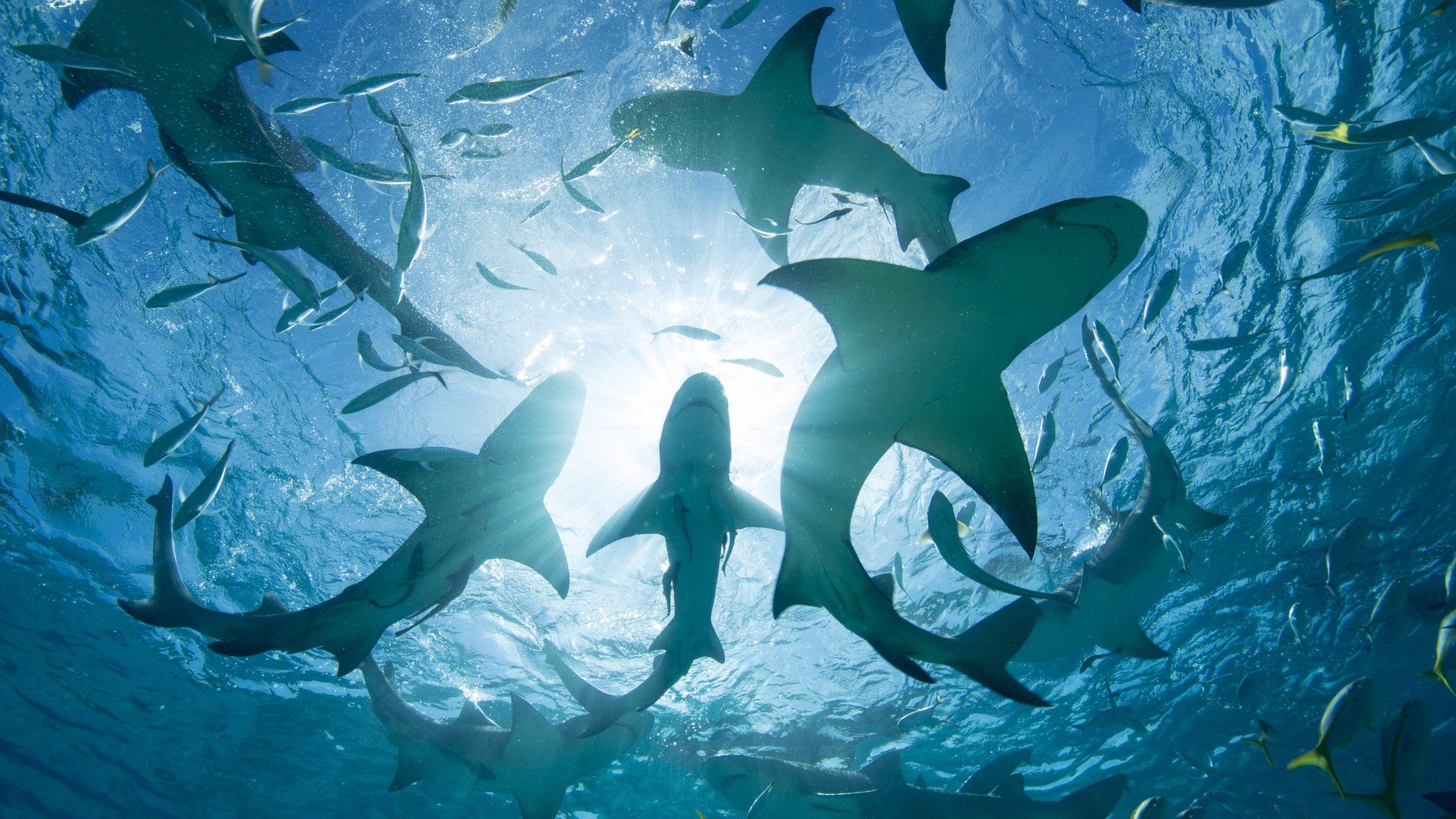 A school of sharks in the ocean viewed from below with sunlight shining directly upon them