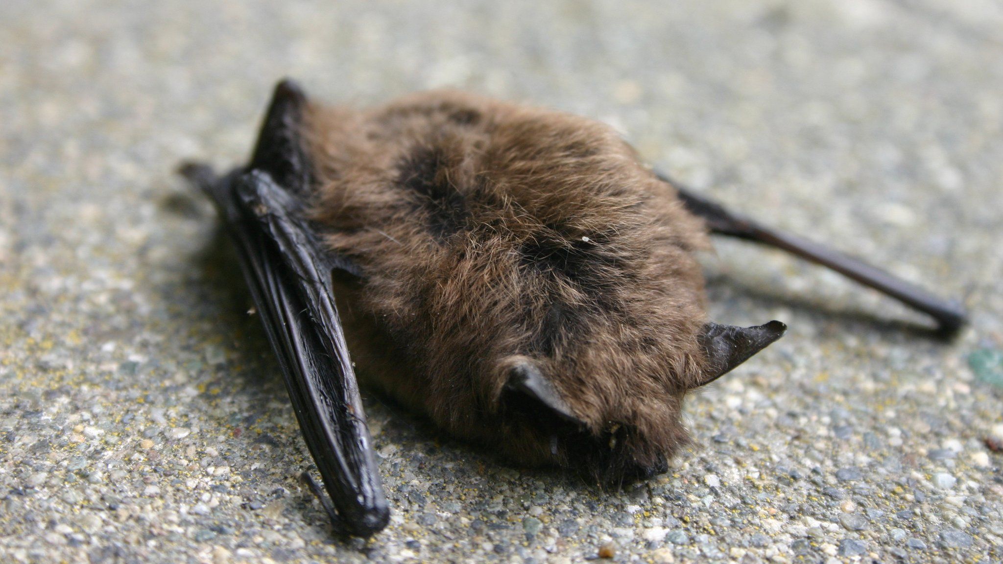 A stock image of a dead bat