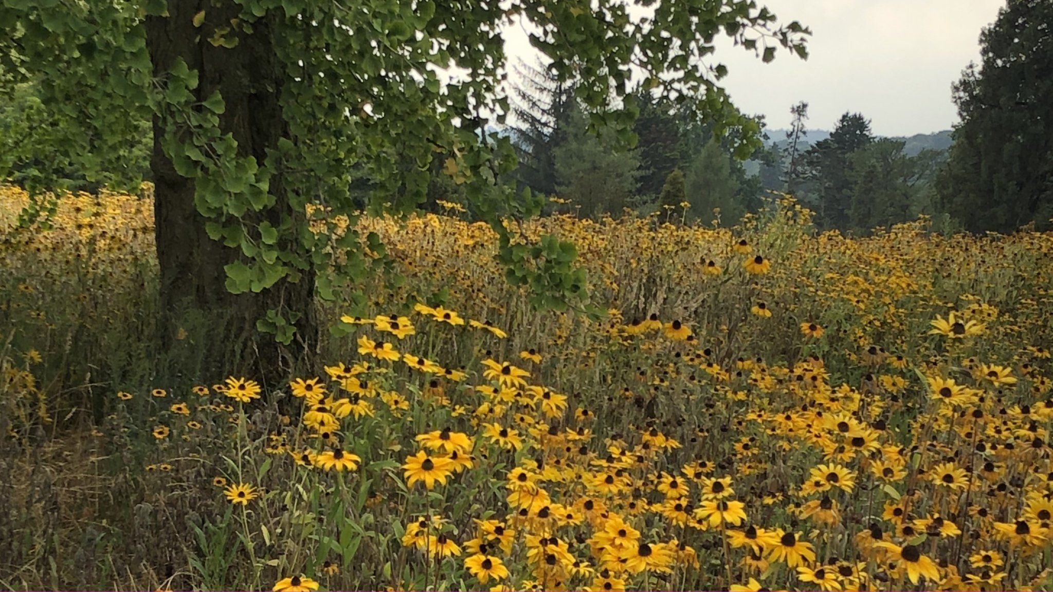 Yellow flowers in the prairie garden