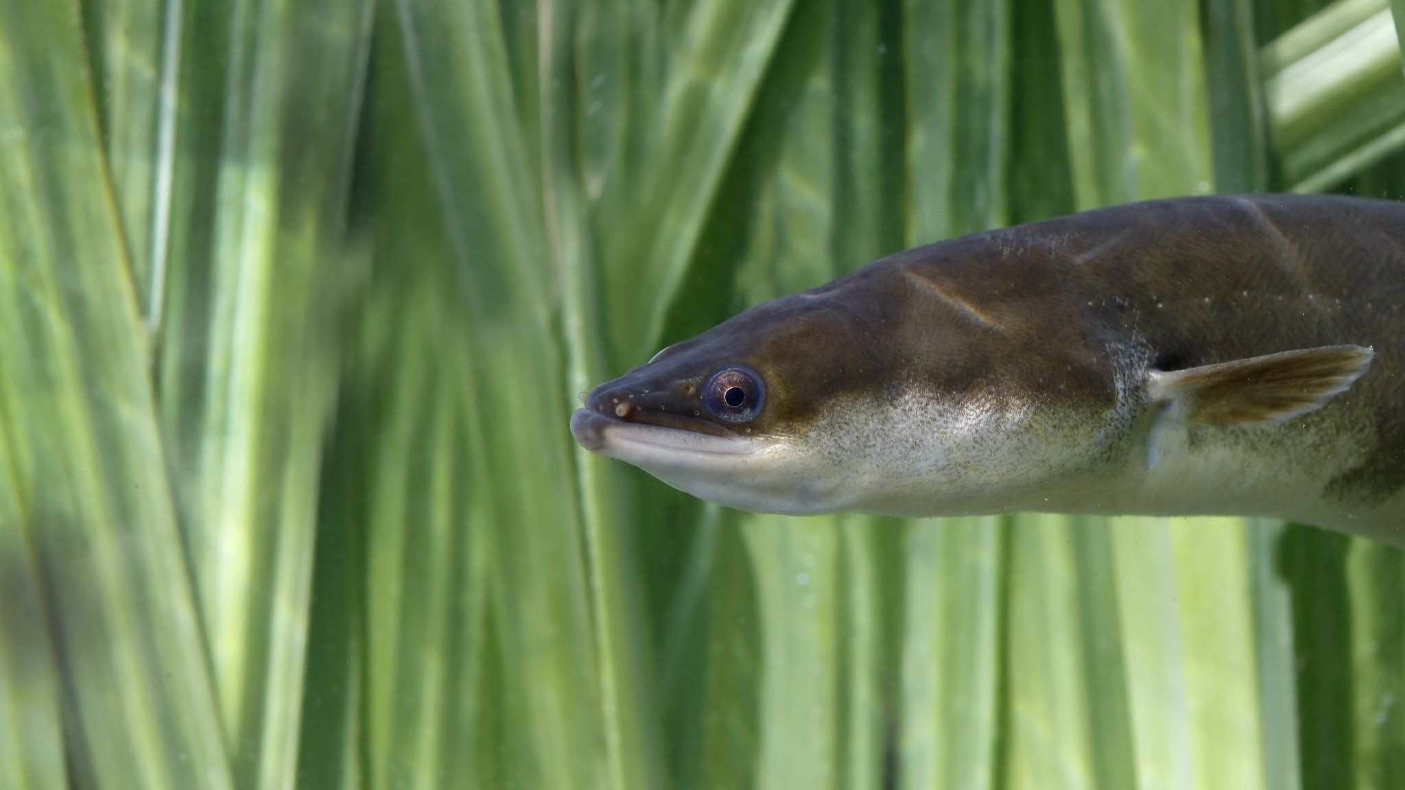 The European eel is classed as critically endangered