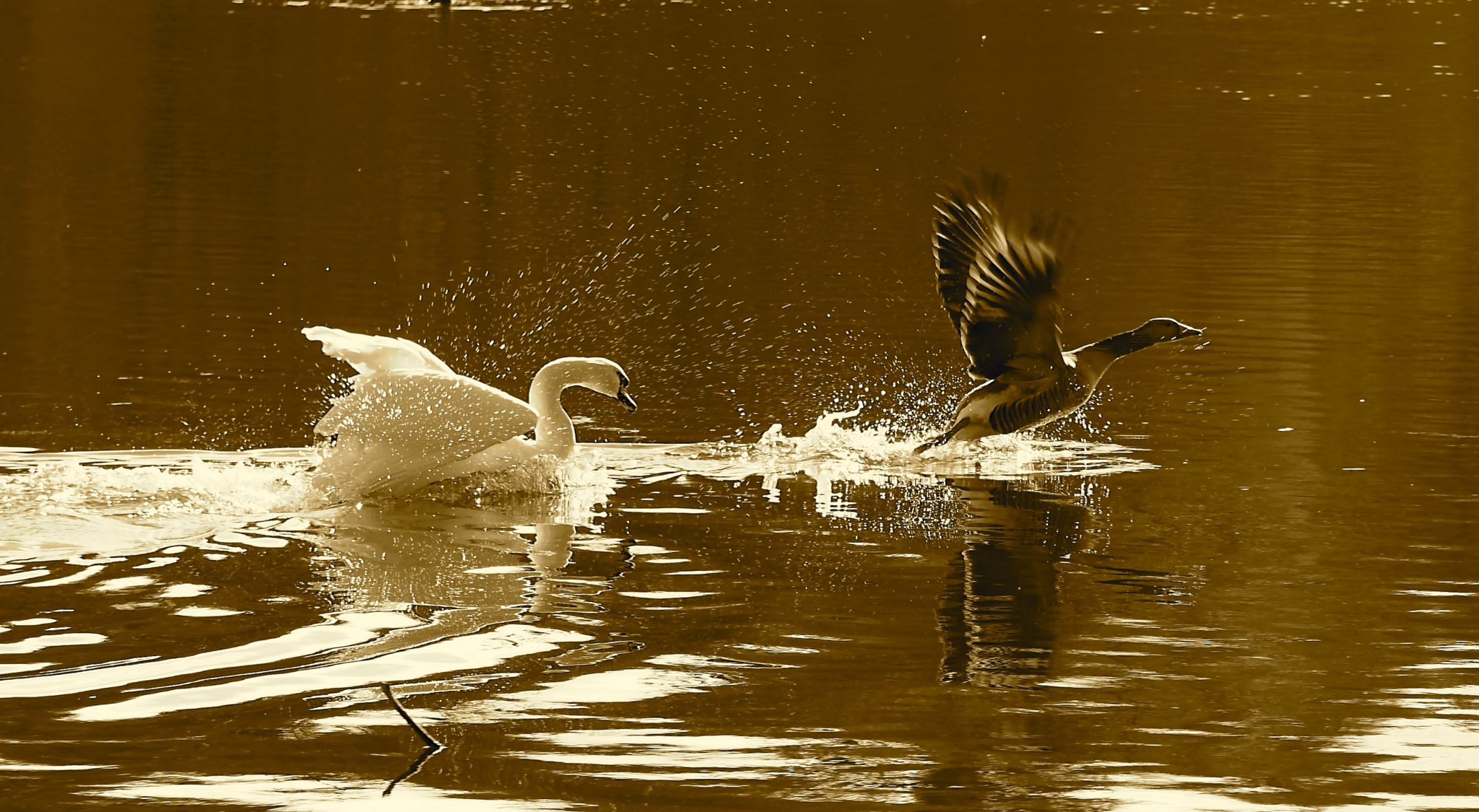 Swan chasing duck
