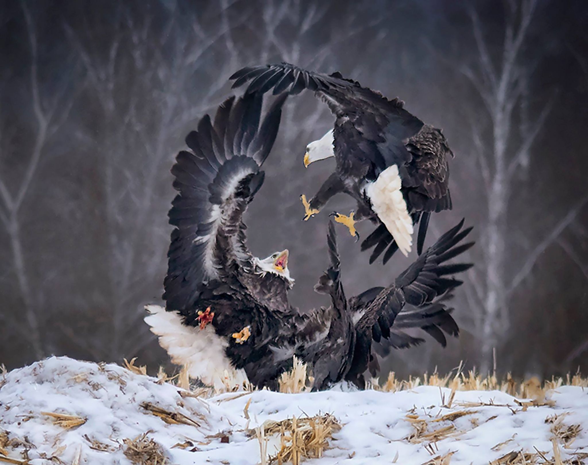 See 15 Amazing Wildlife Images From the Sony World Photography Awards, Smart News