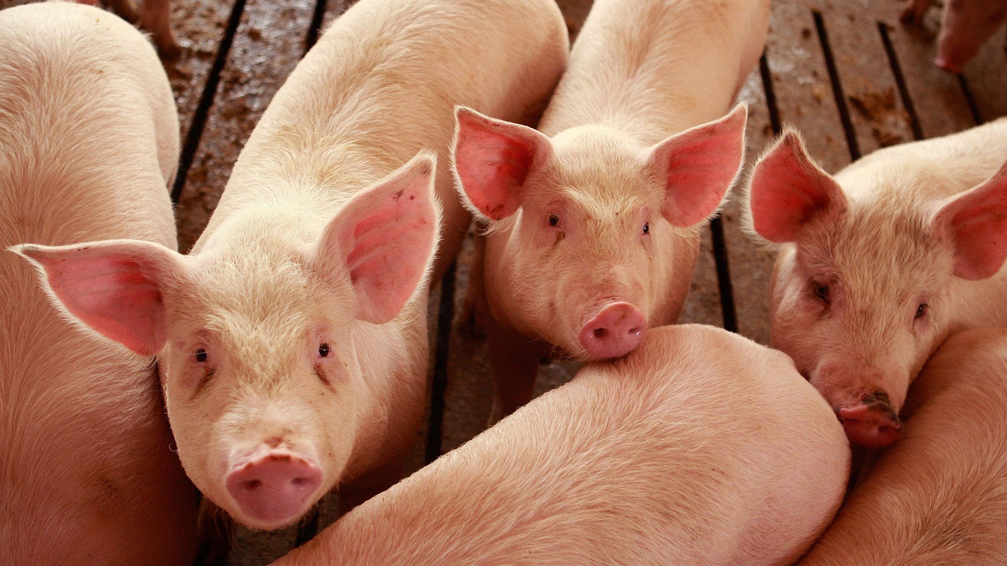 Hogs are raised on the farm of Gordon and Jeanine Lockie April 28, 2009 in Elma, Iowa