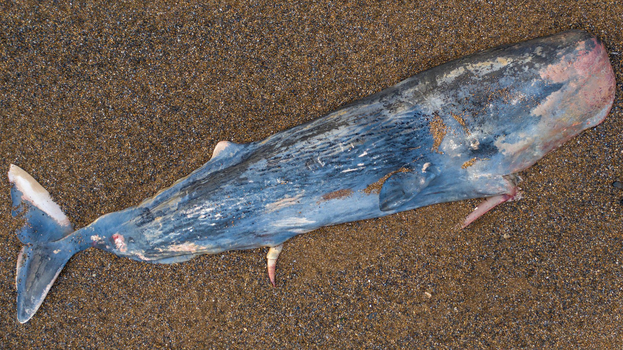 Sperm whale on beach at Weybourne