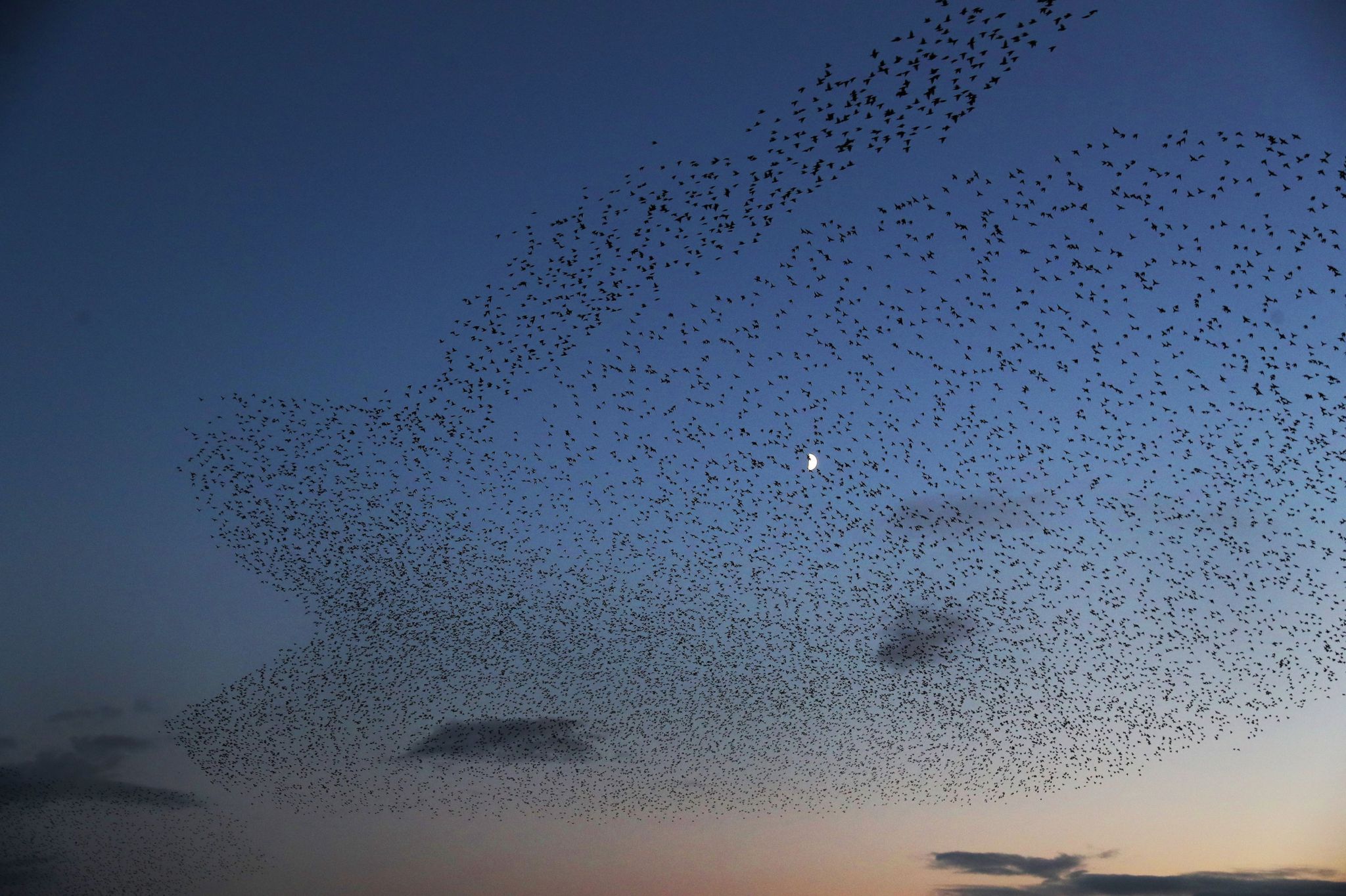 In pictures: Starlings swarm over Gretna - BBC News