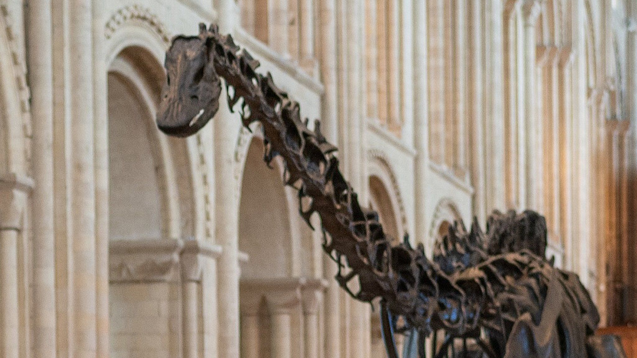 Dippy at Norwich Cathedral
