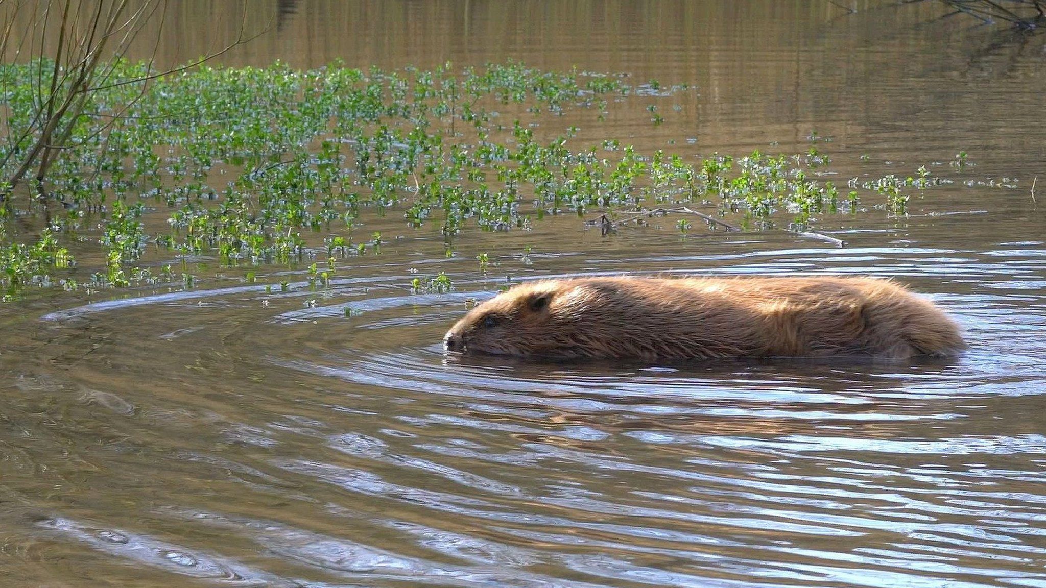 Beaver in water
