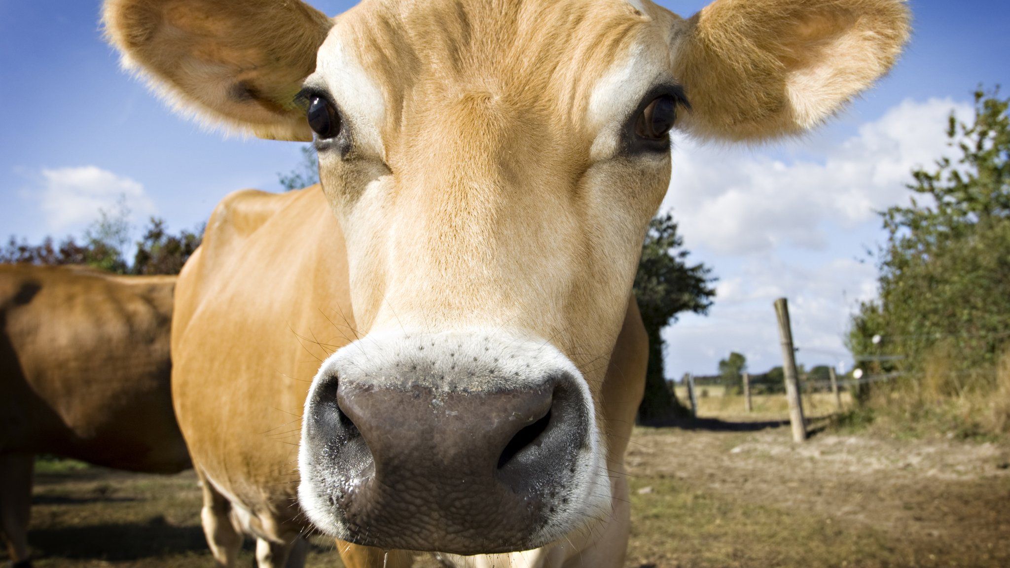 Cow close up