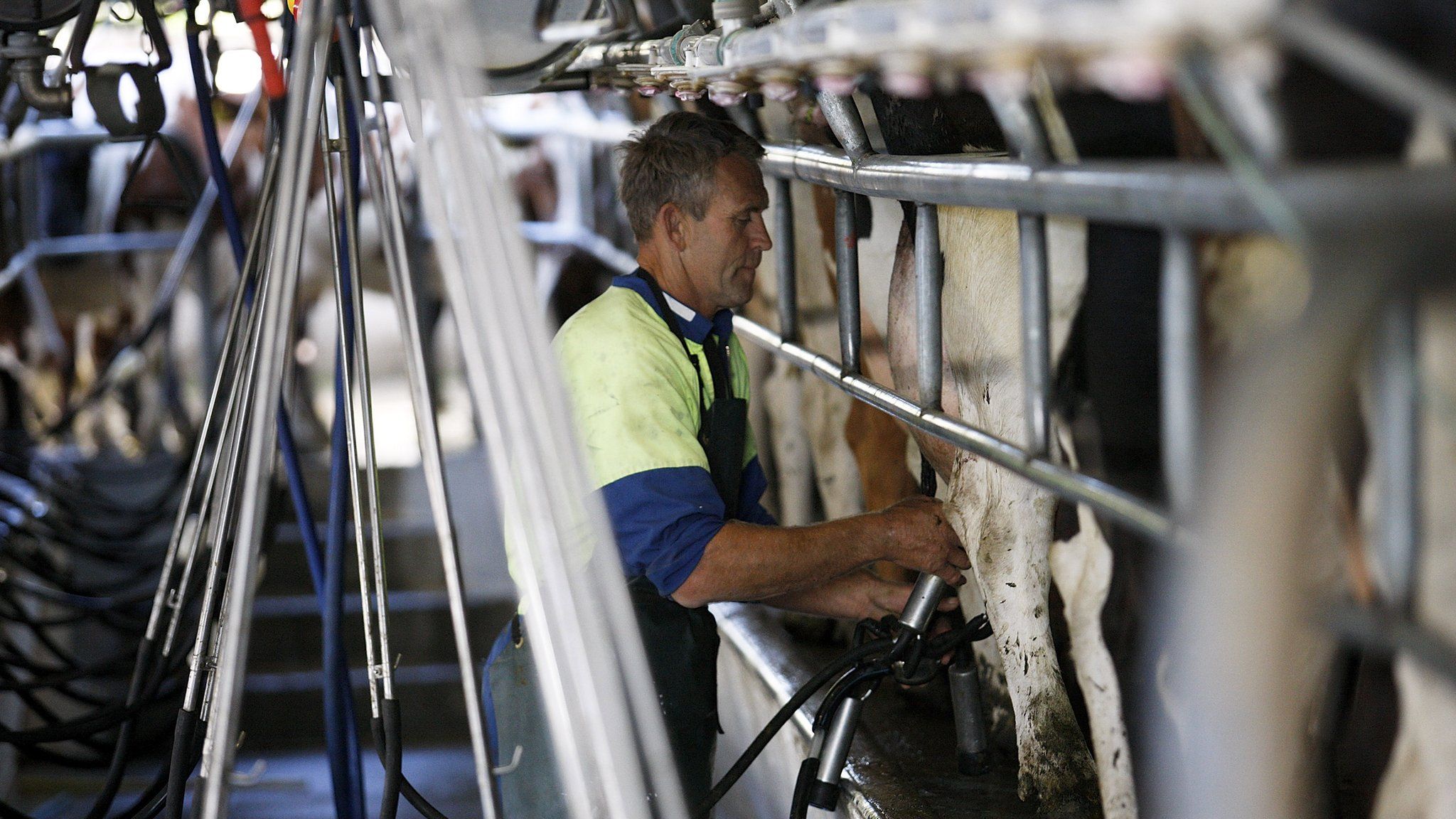 Dairy exports are the main contributor to New Zealand's economy