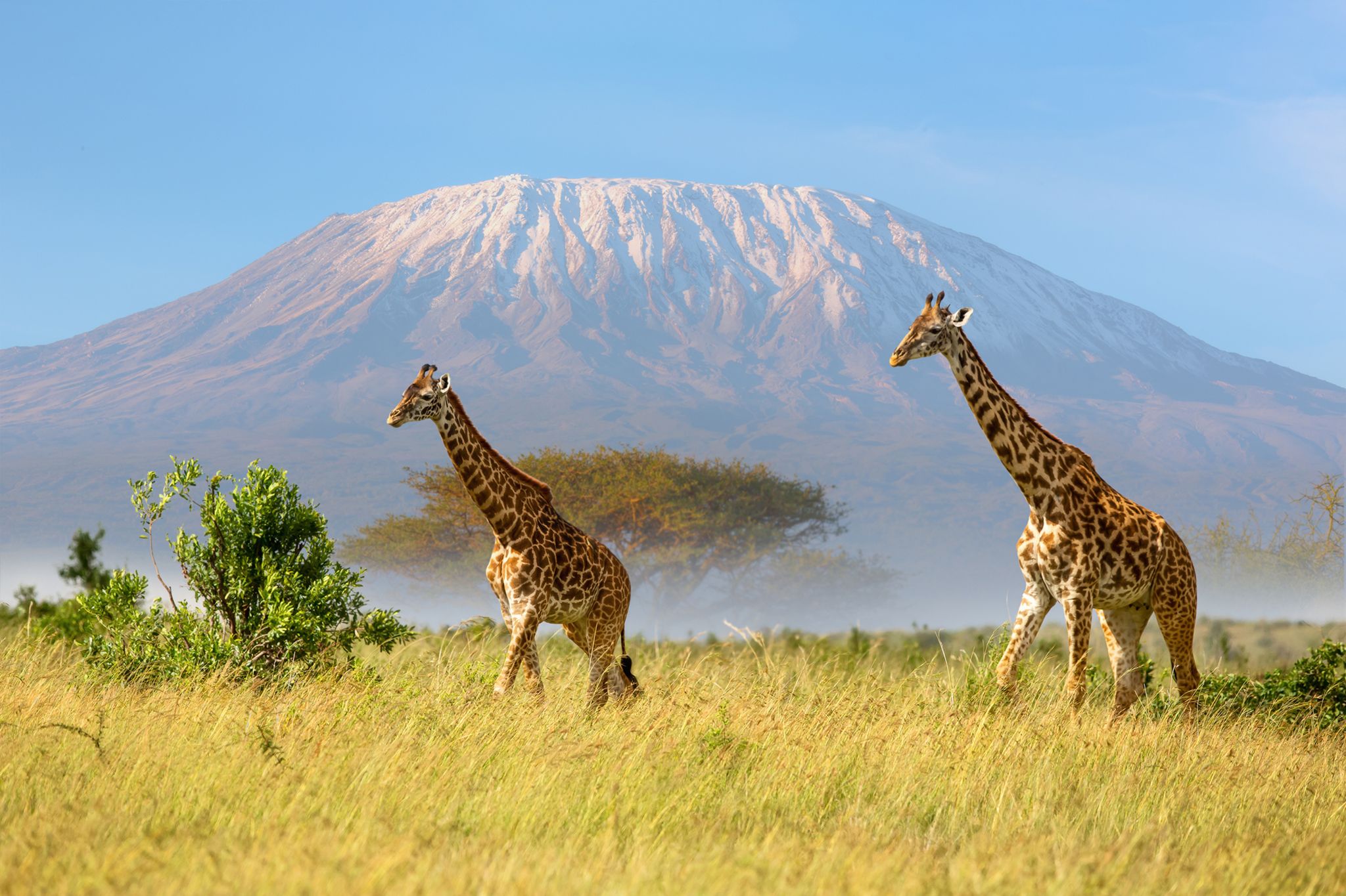 Giraffes walking in front of Mount Kilimanjaro
