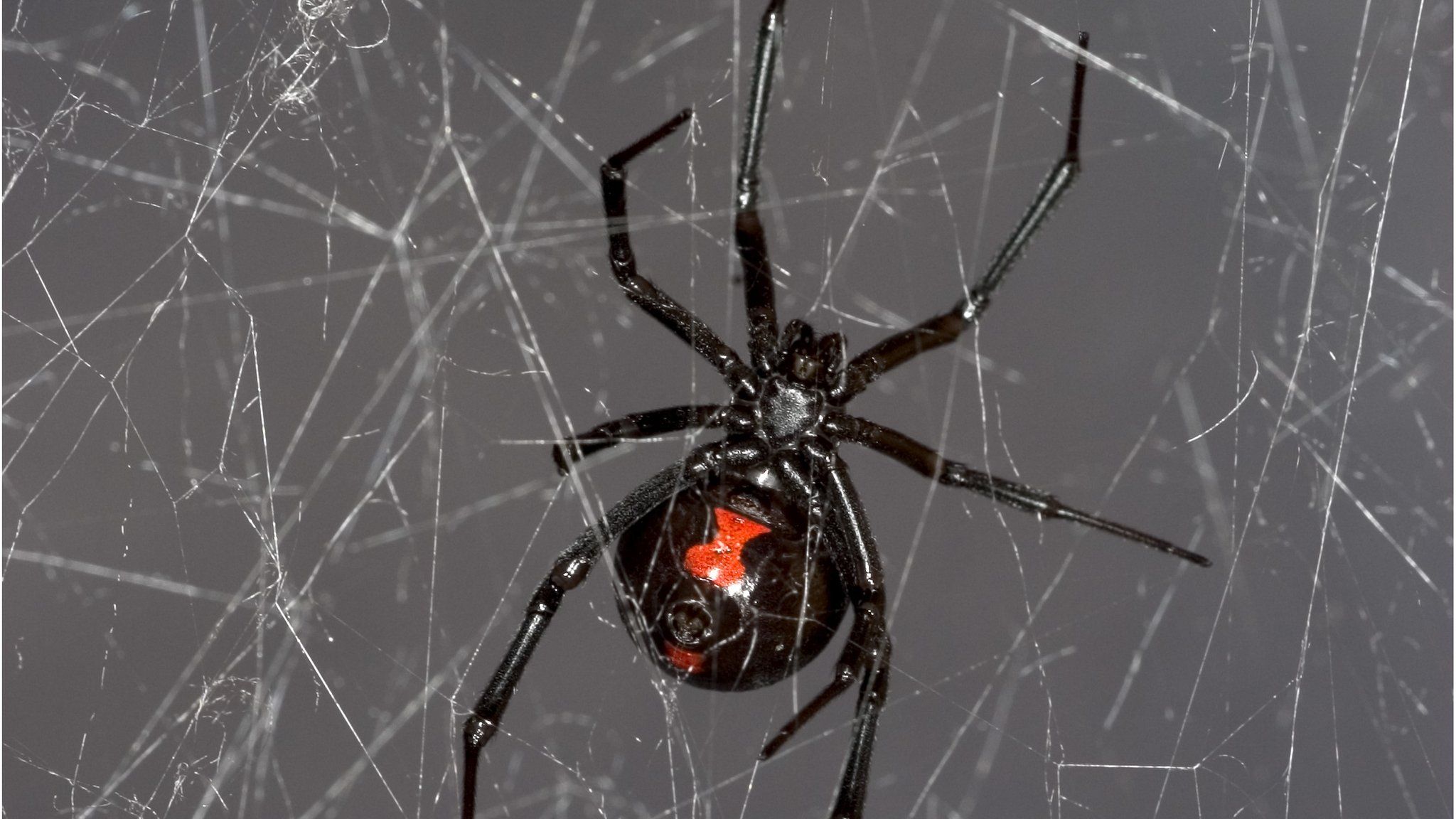 Black widow spider